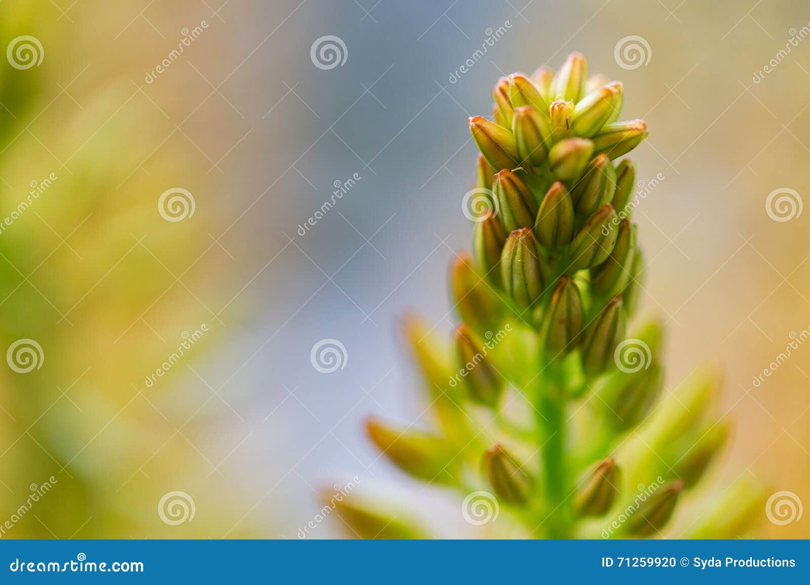 close up of eremurus foxtail lily or flower