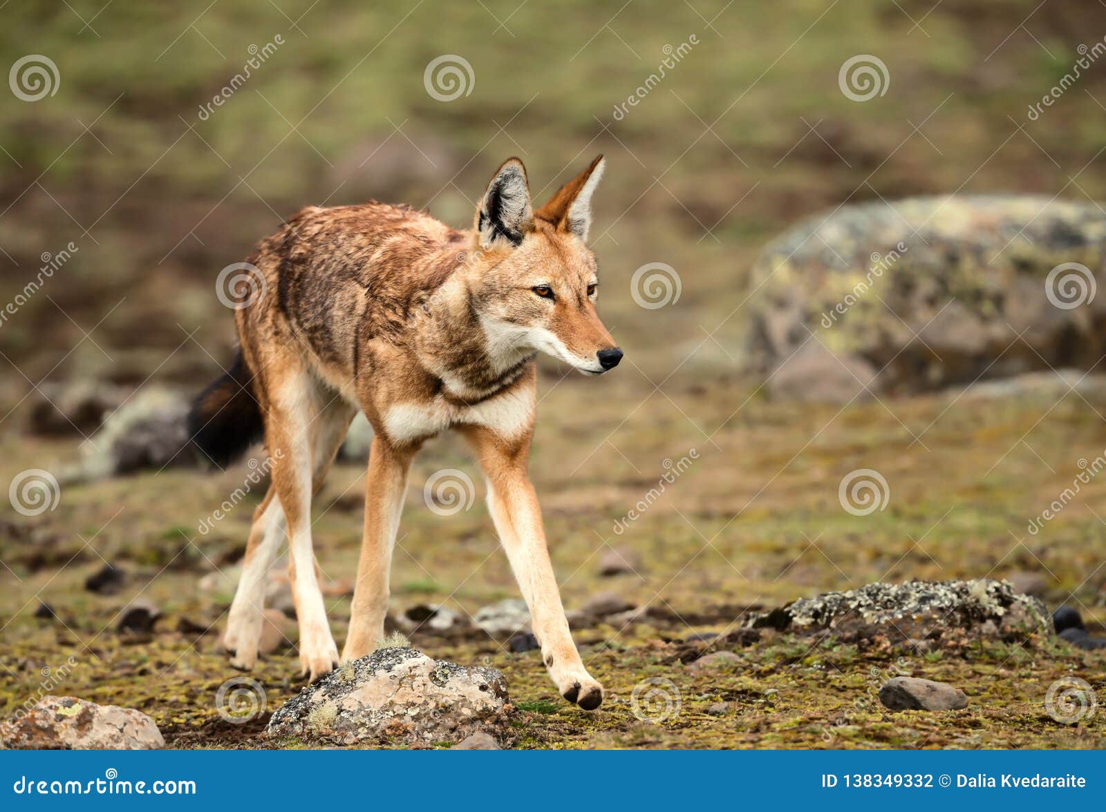 close up of ethiopian wolf, the most threatened canid in the world