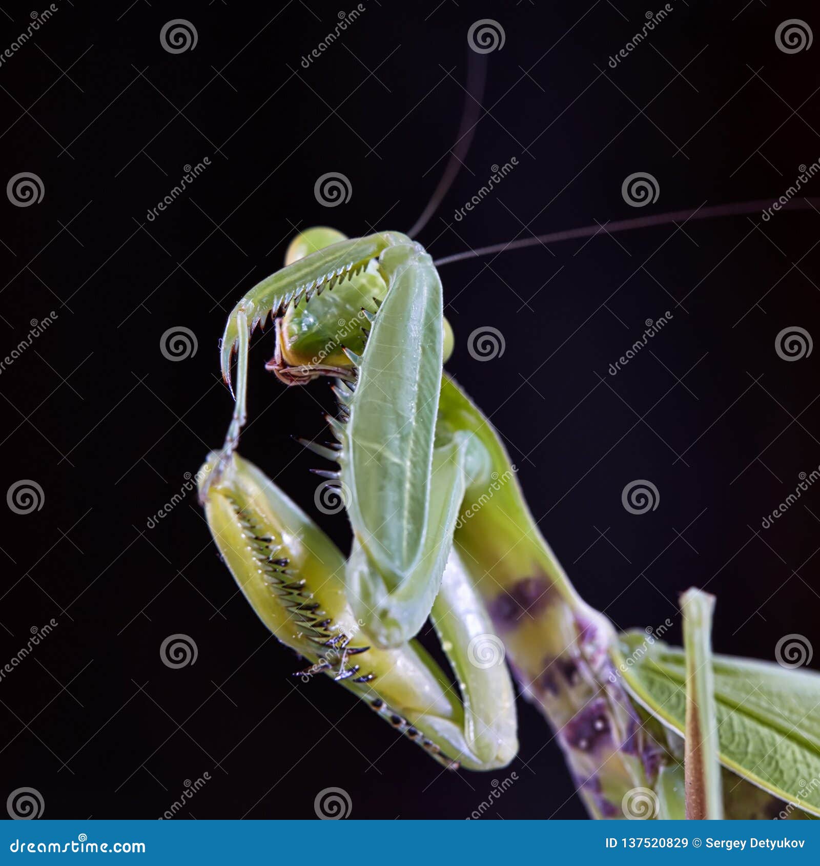 close-up of a european praying mantis mantis religiosa