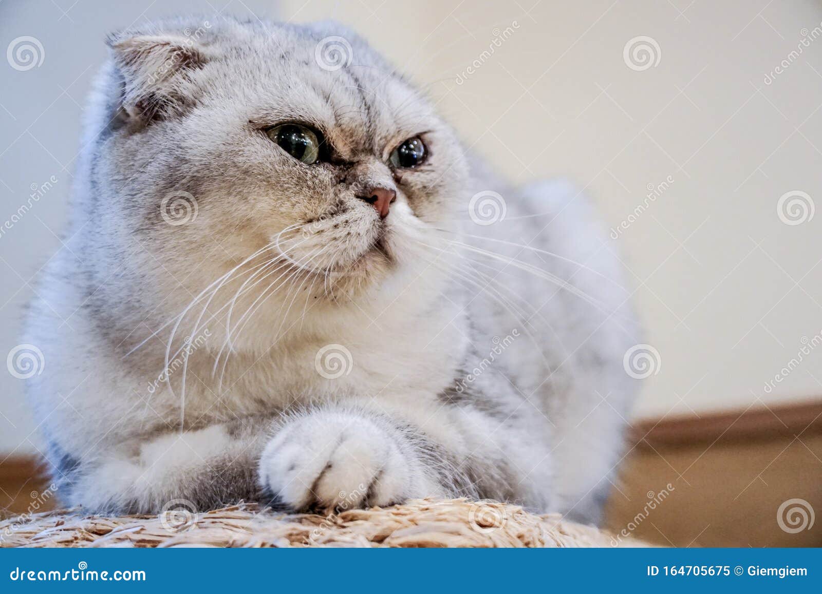 close up exotic shorthair cat is looking this way and wondered something