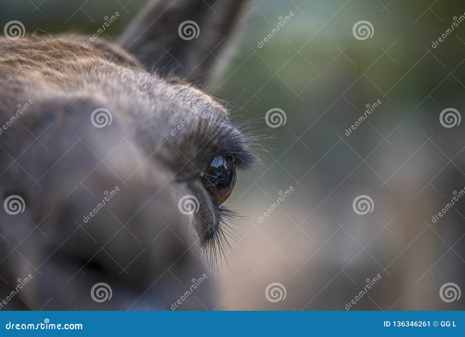 Close-up Of The Eye Of An Alpaca, Focusing On The Pupil ...
