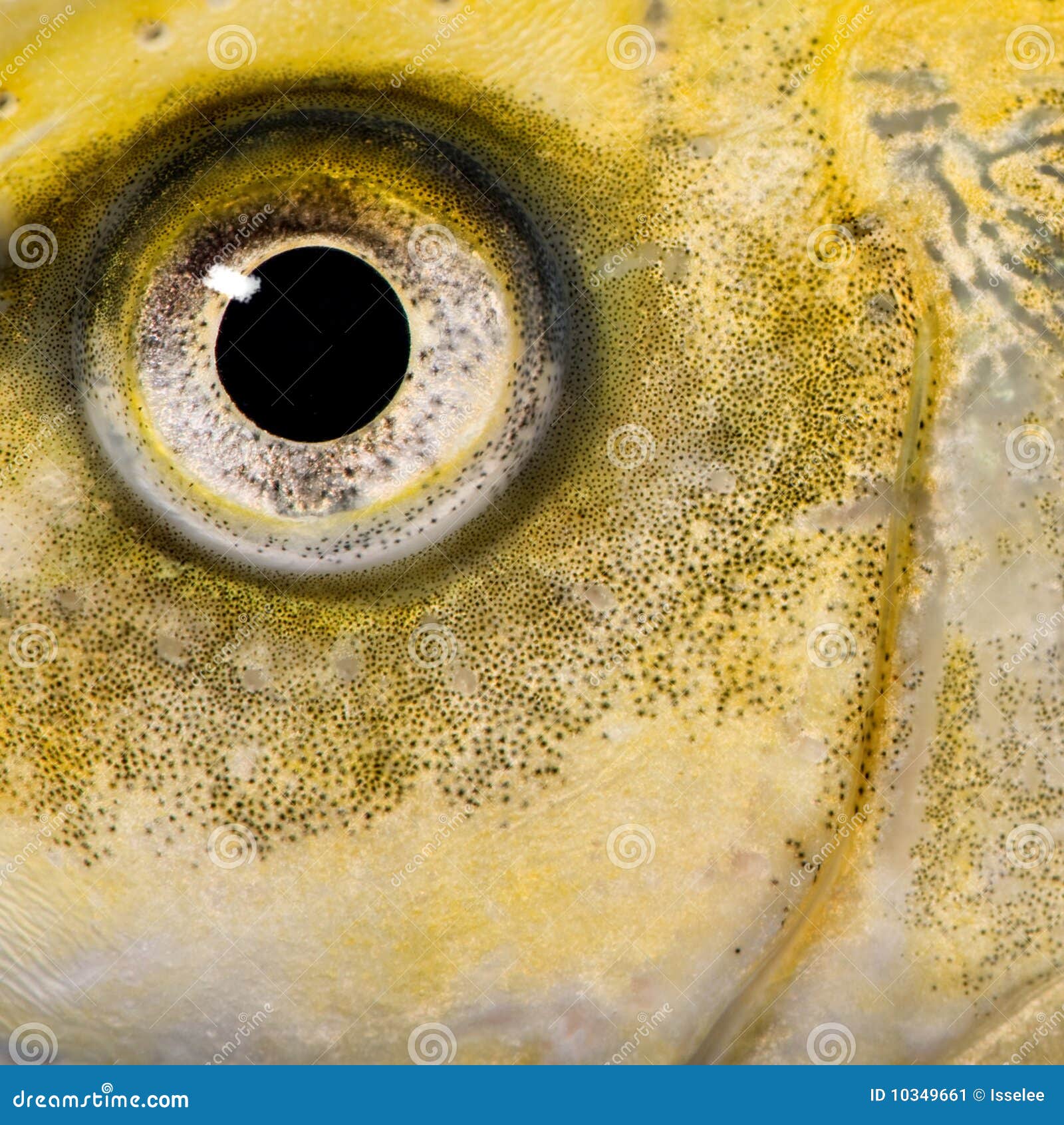 Closeup on the Eye of a Yellow Fish Stock Image Image of fish