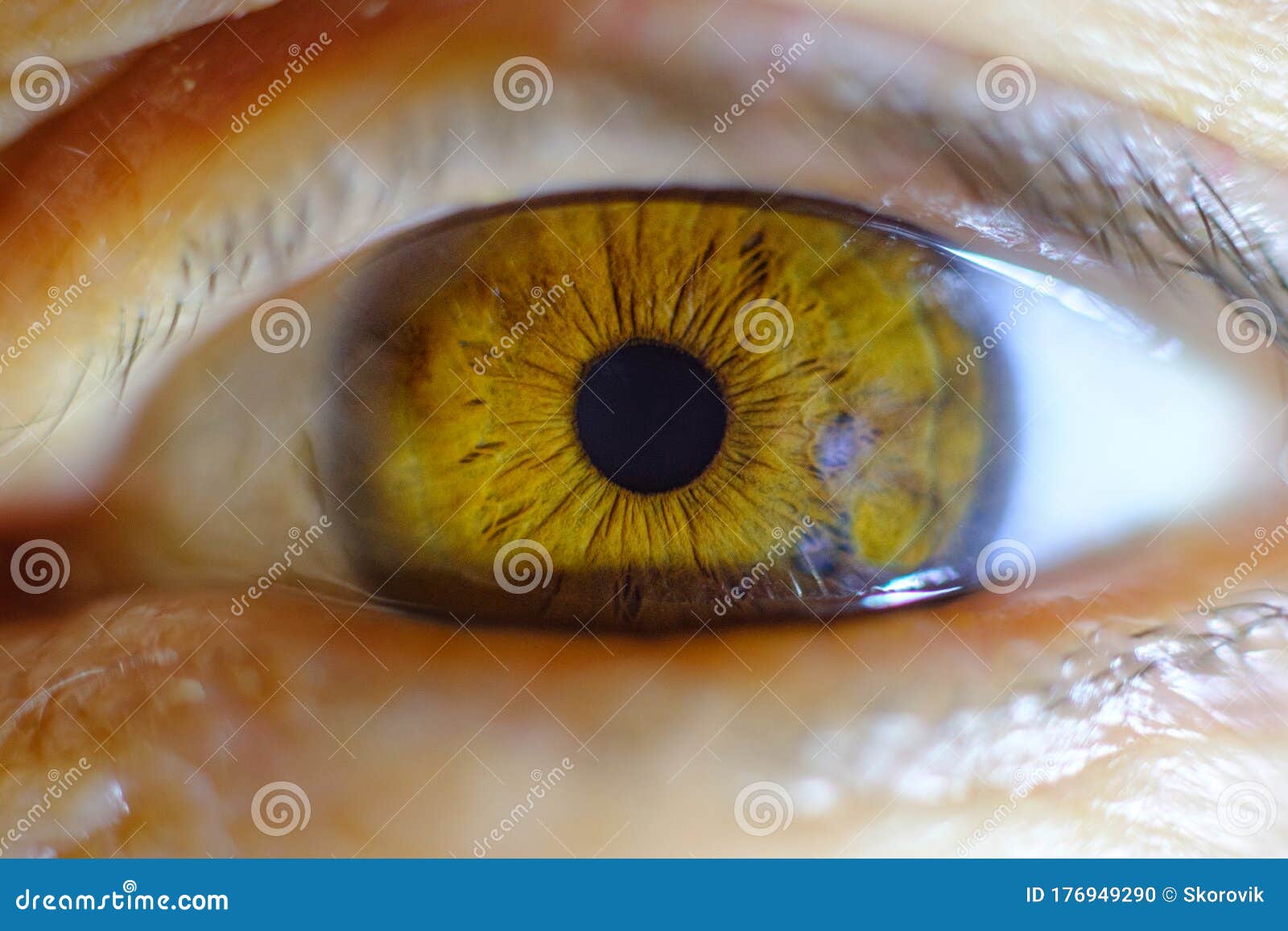 Close Up Of An Eyeball Pupil And Iris Macro Shot Of A Human Eye