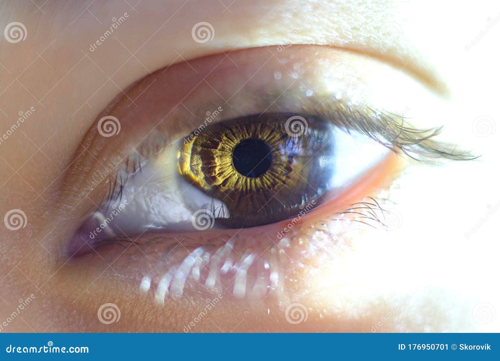 Close Up Of An Eyeball Pupil And Iris Macro Shot Of A Human Eye