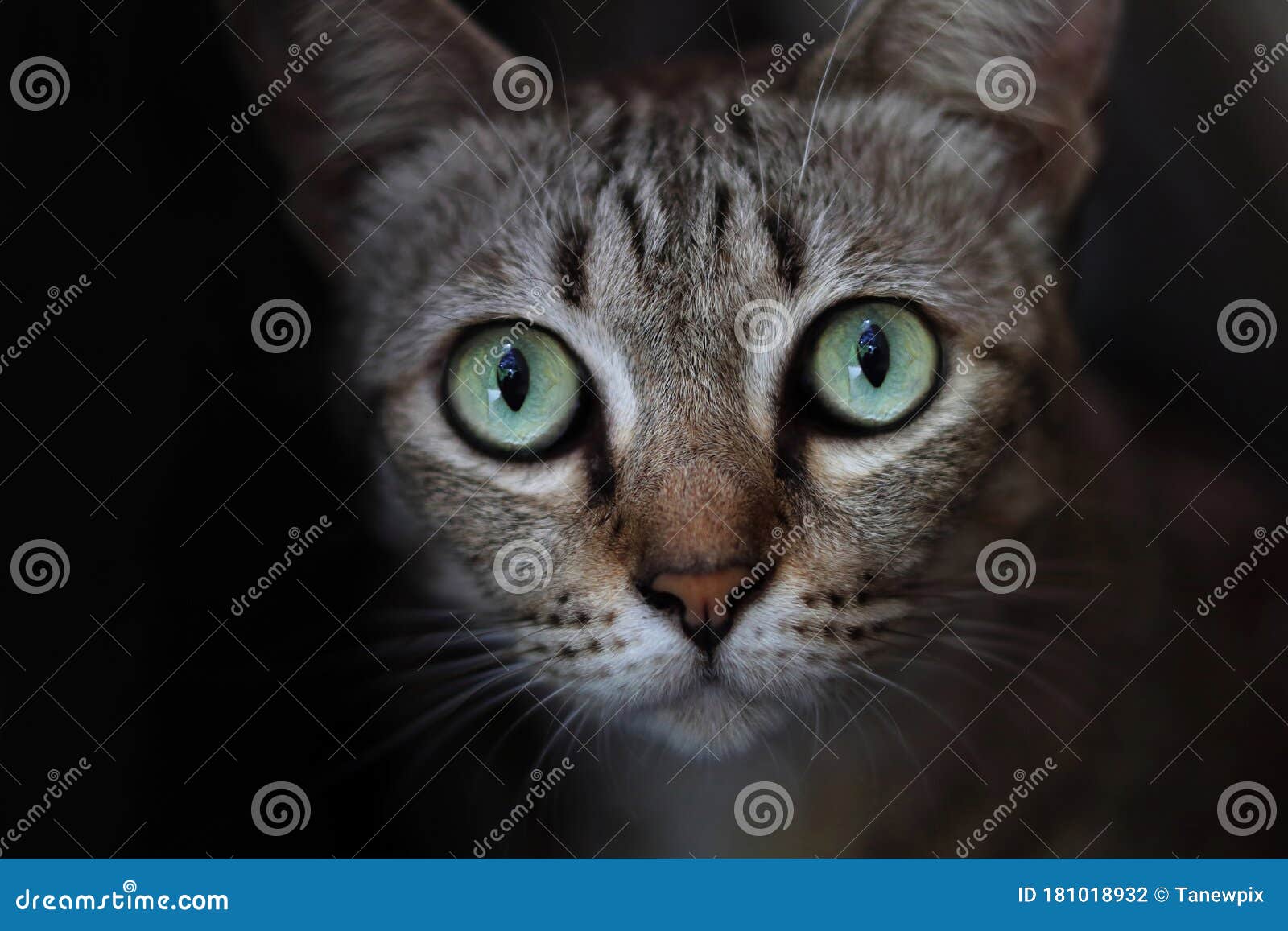 Close-up of Eyes of Asian Cats Stock Photo - Image of close, furry