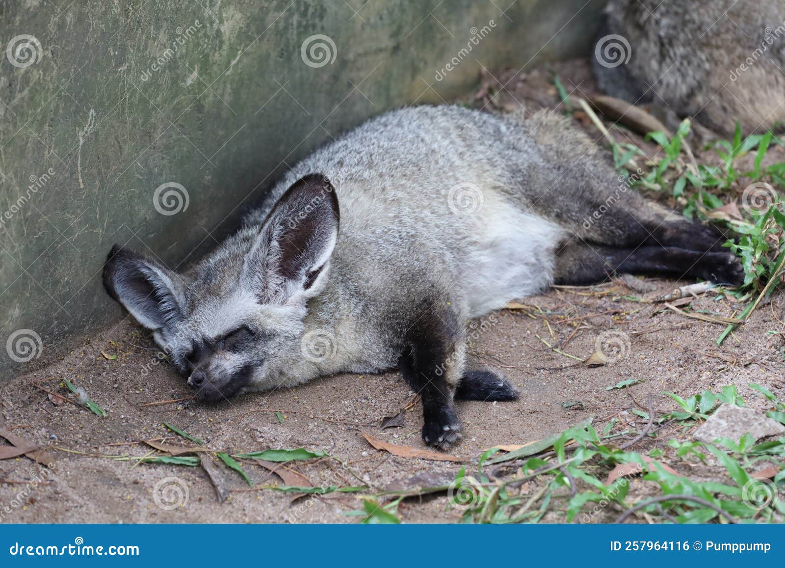 Close Up Face Bat Eared Fox Stock Photo Image of africa, wilderness