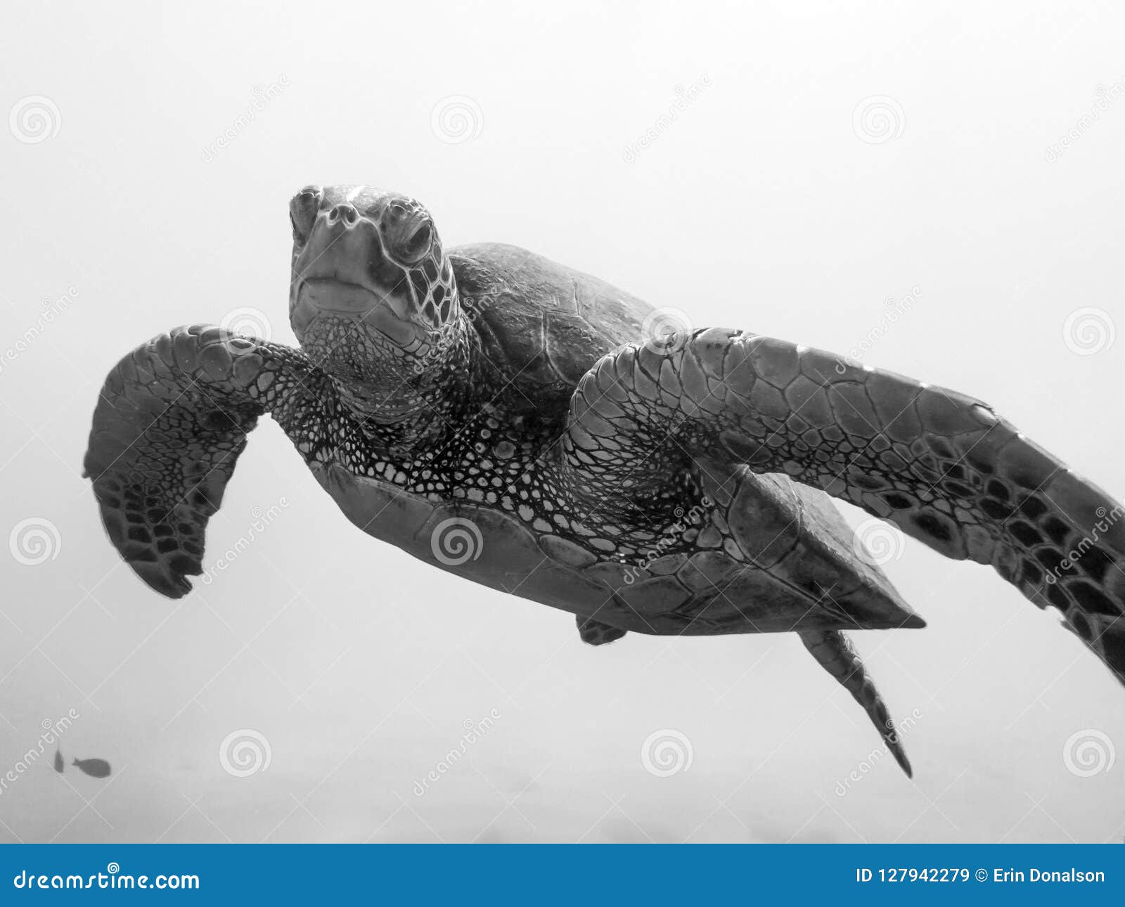 Sea Turtle Photography Black And White
