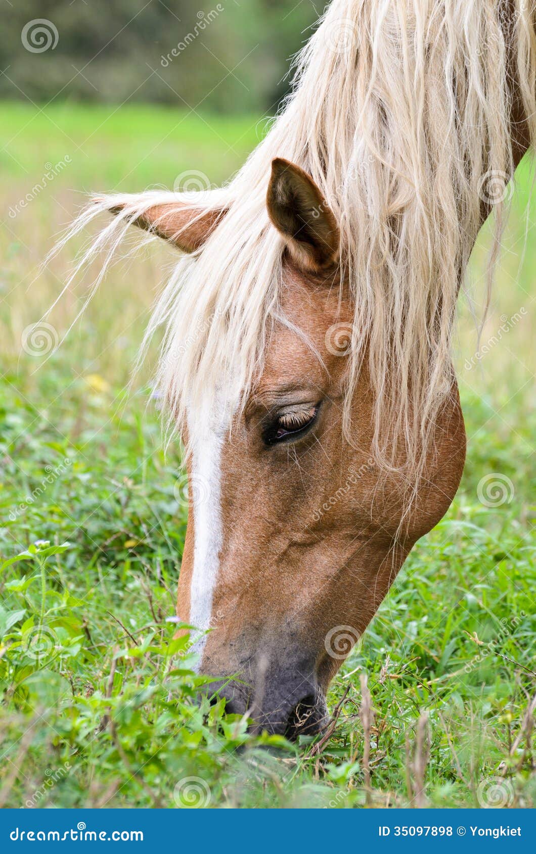 Close-up face of the horse stock photo. Image of farm ...