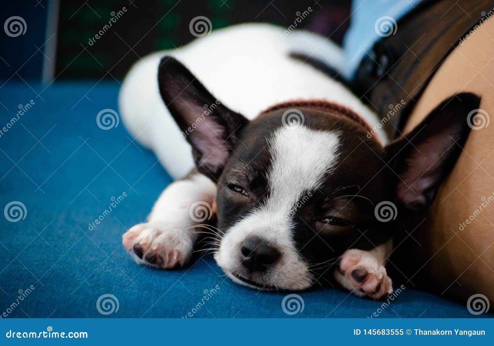 close up face of little dog, chihuahua, lay down with his owner,look cutes and lovely