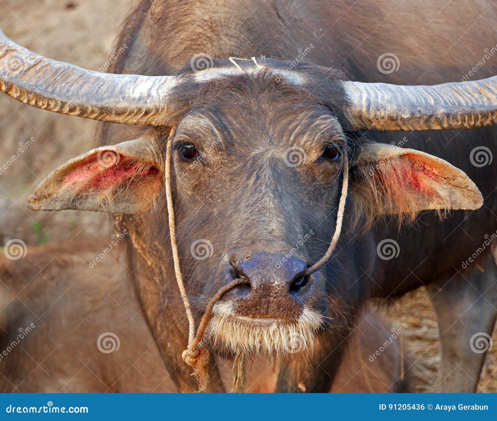 Close Up Face of Water Buffalo Stock Photo Image of background, large