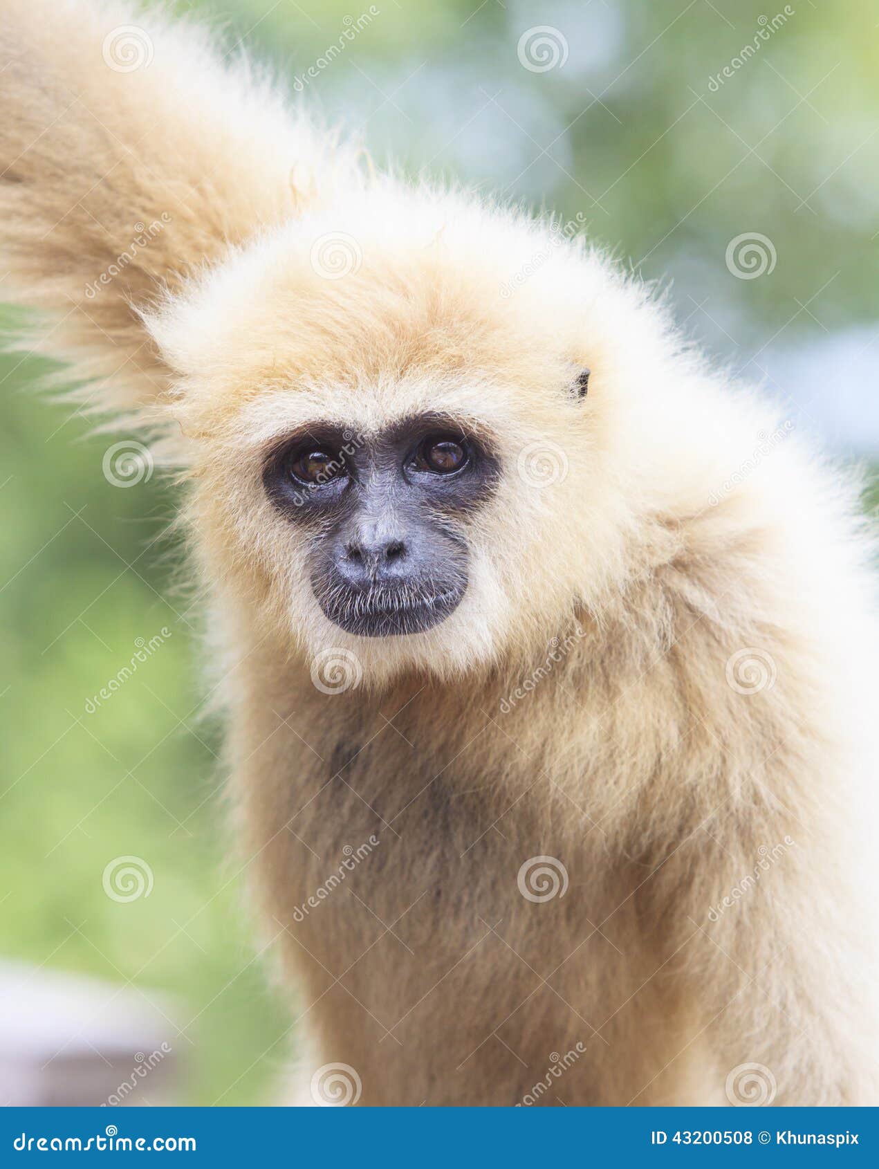 close up face of white cheeked ,white hand gibbon or lar gibbon