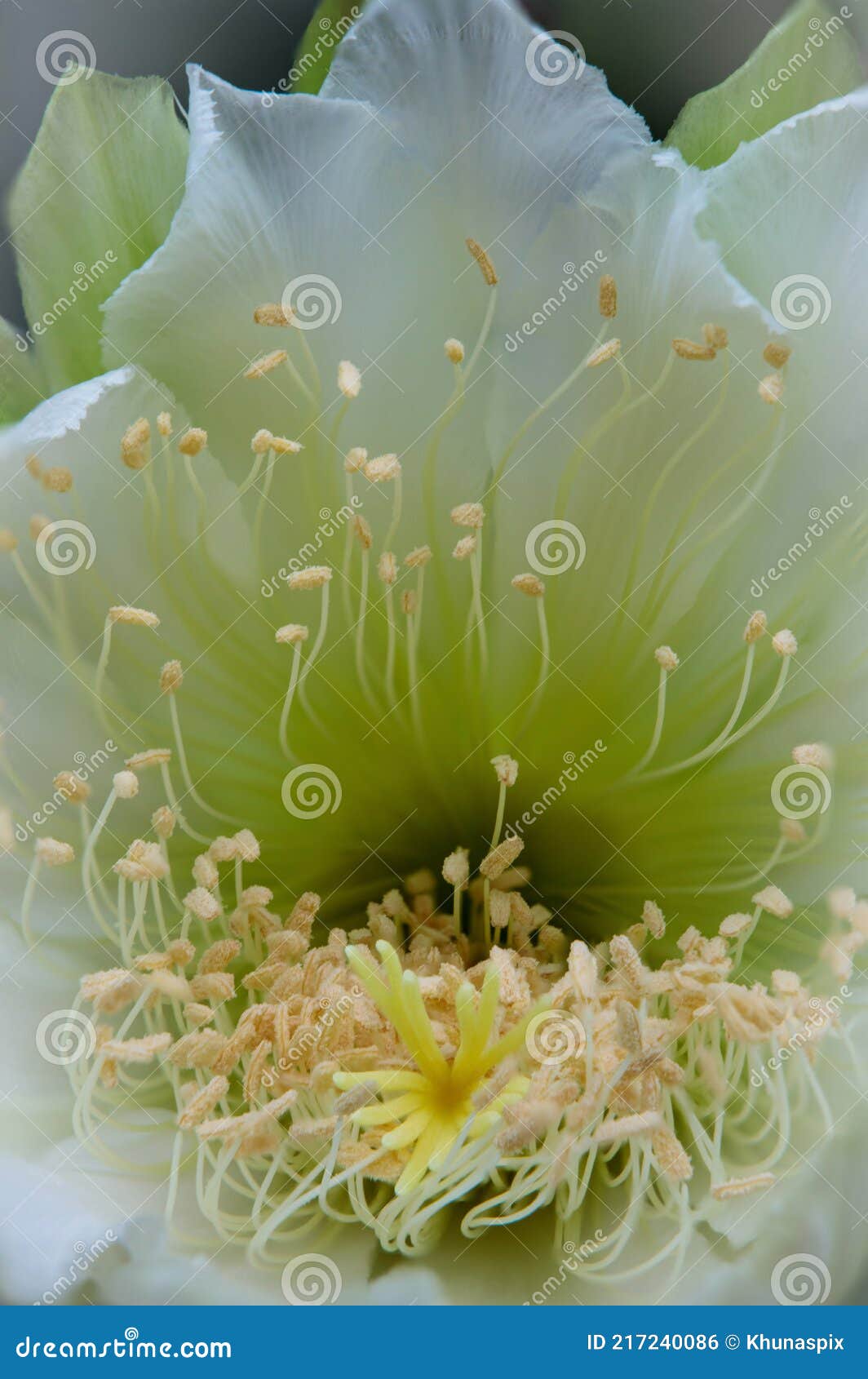 close up of fairly castle cactus blooming