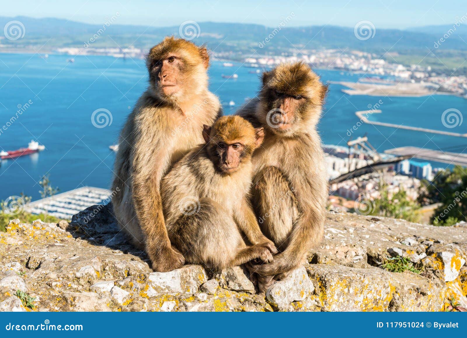 monkeys from gibraltar