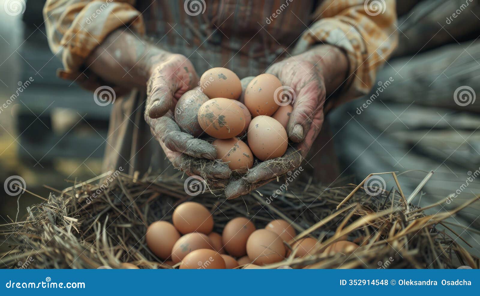 close-up of farmer's stained hands showing rustic chicken eggs