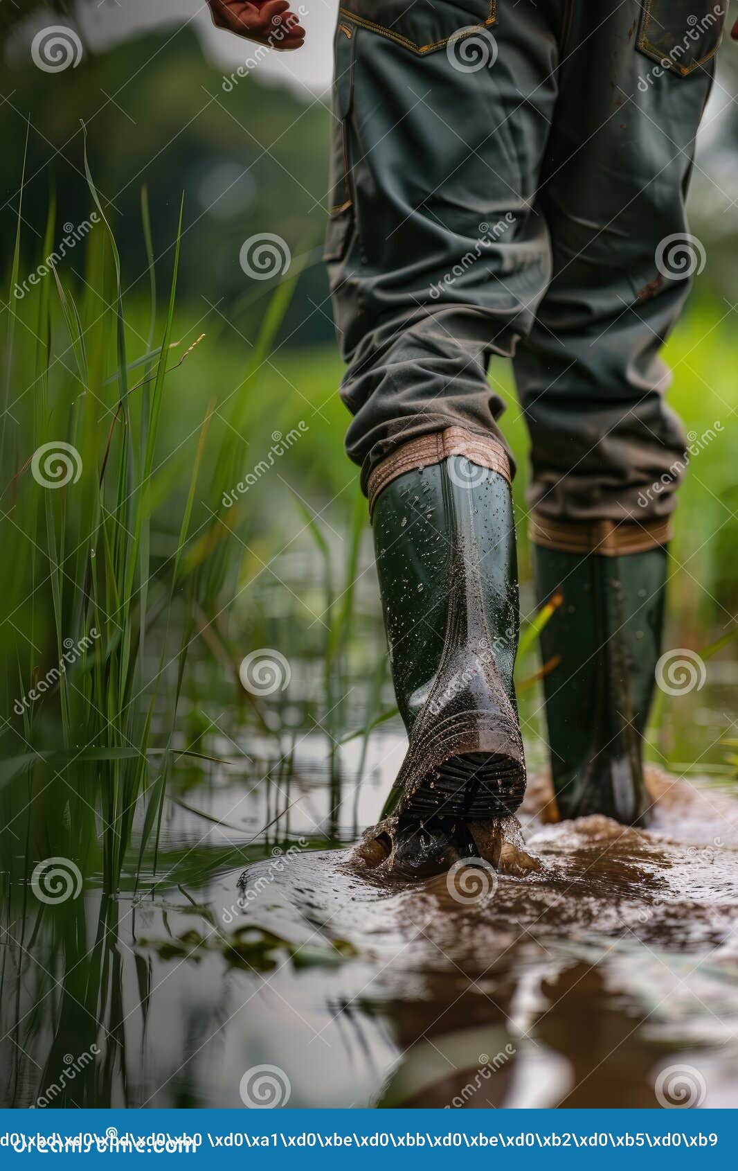 close up of a farmer& x27;s feet in rubber boots in a flooded field.