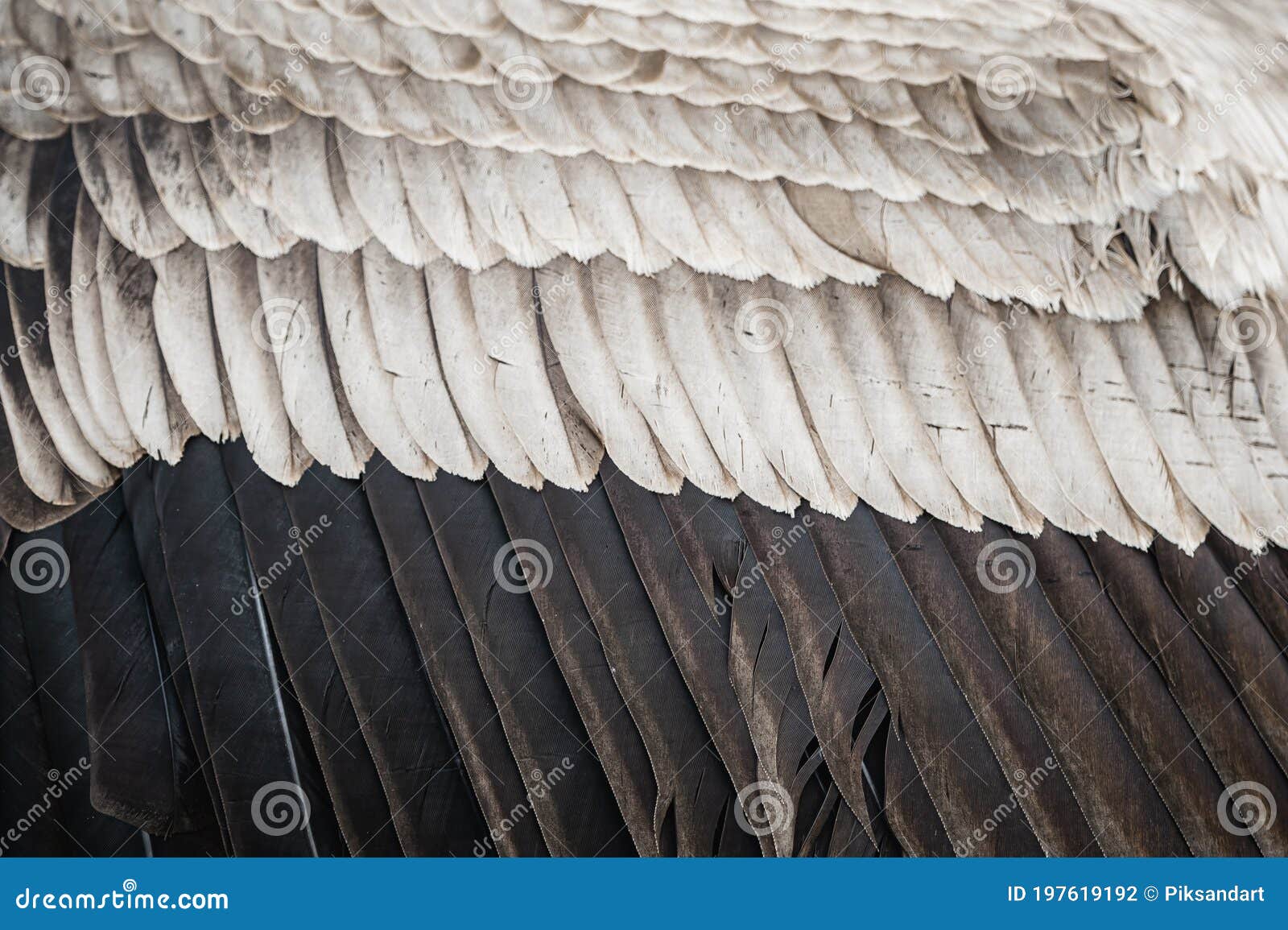 feathers of an andean condor - natural feather texture background