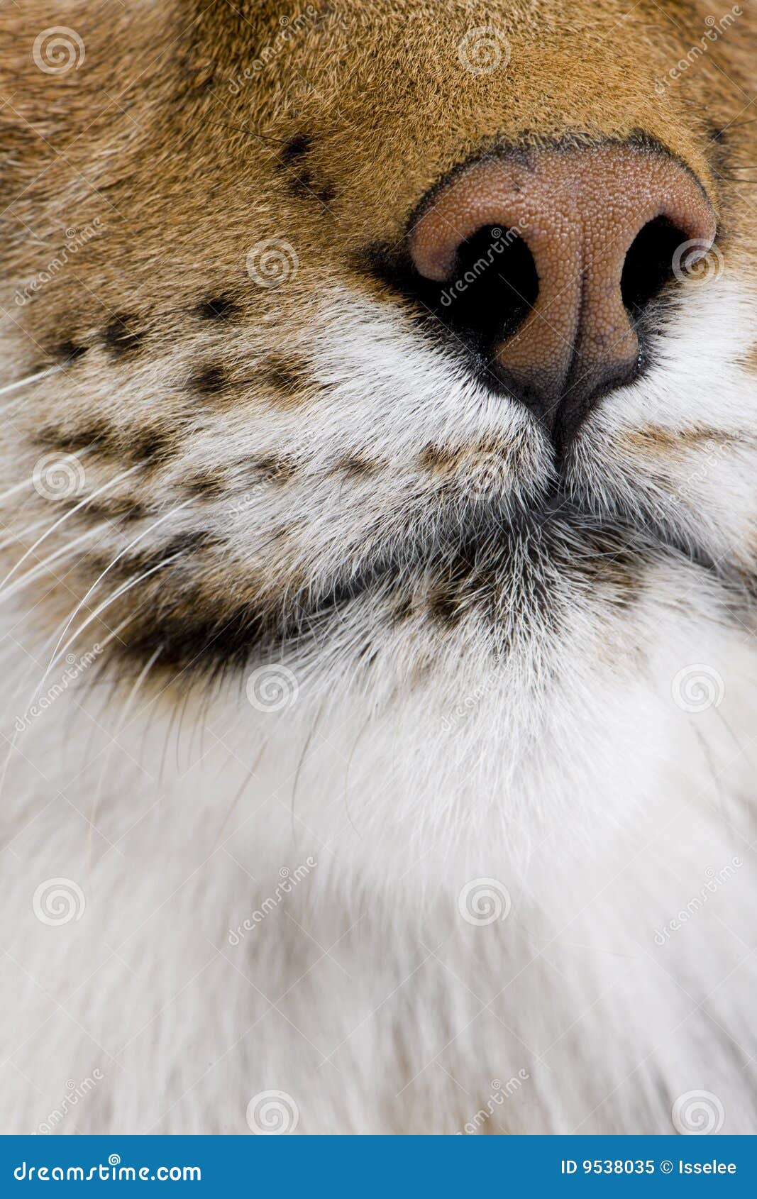 close-up on a feline's snout - eurasian lynx