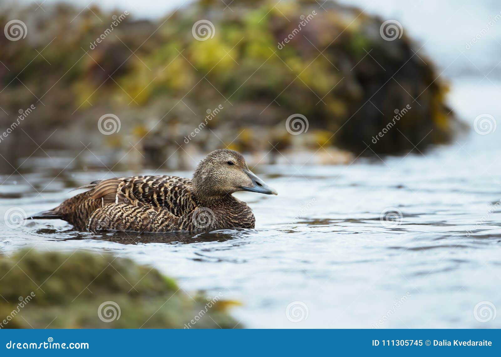 Close Up of a Female Common Eider Stock Image Image of atlantic, animal 111305745