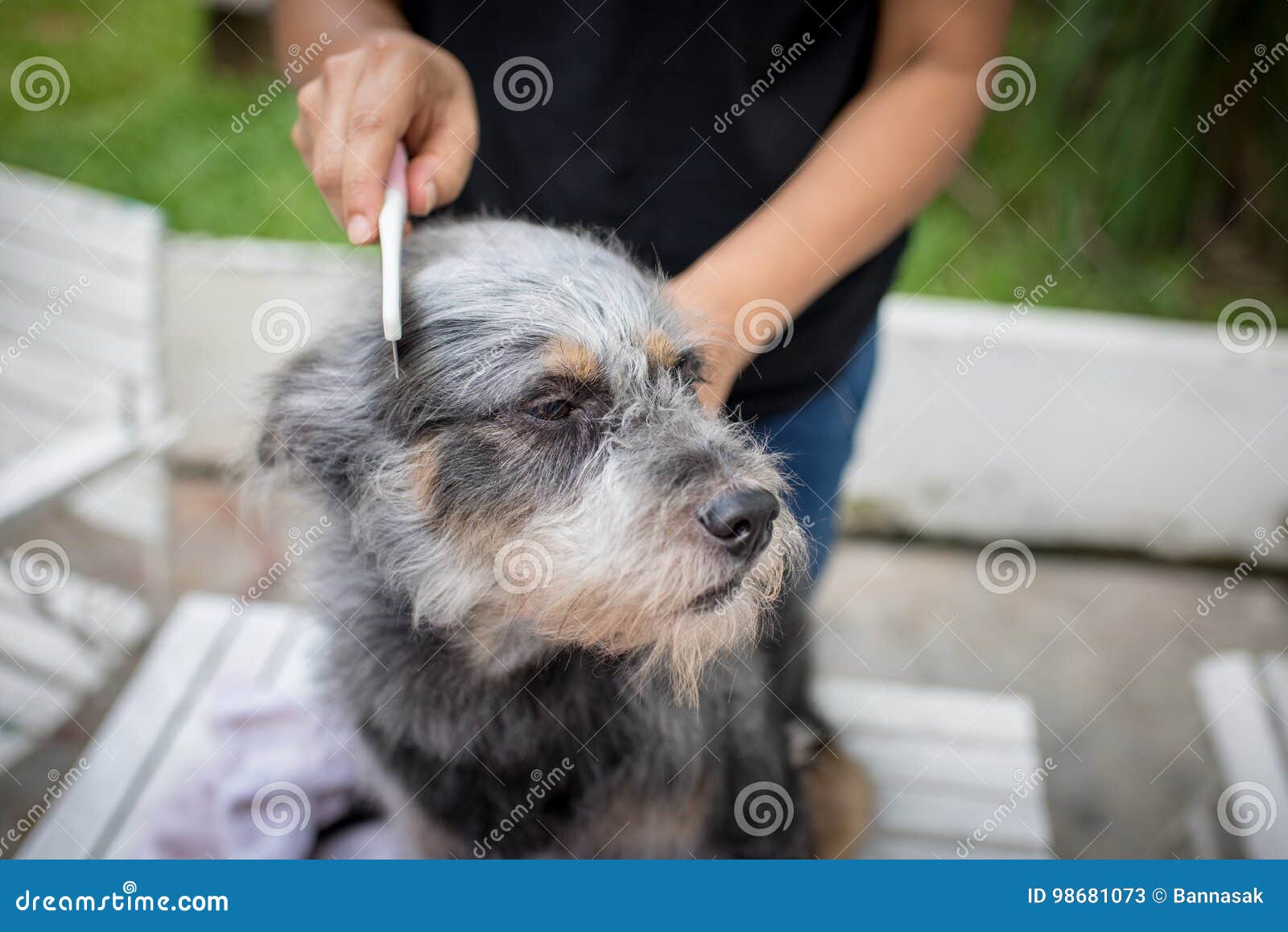 472 Dog Grooming Hands Brush Stock Photos Free & RoyaltyFree Stock