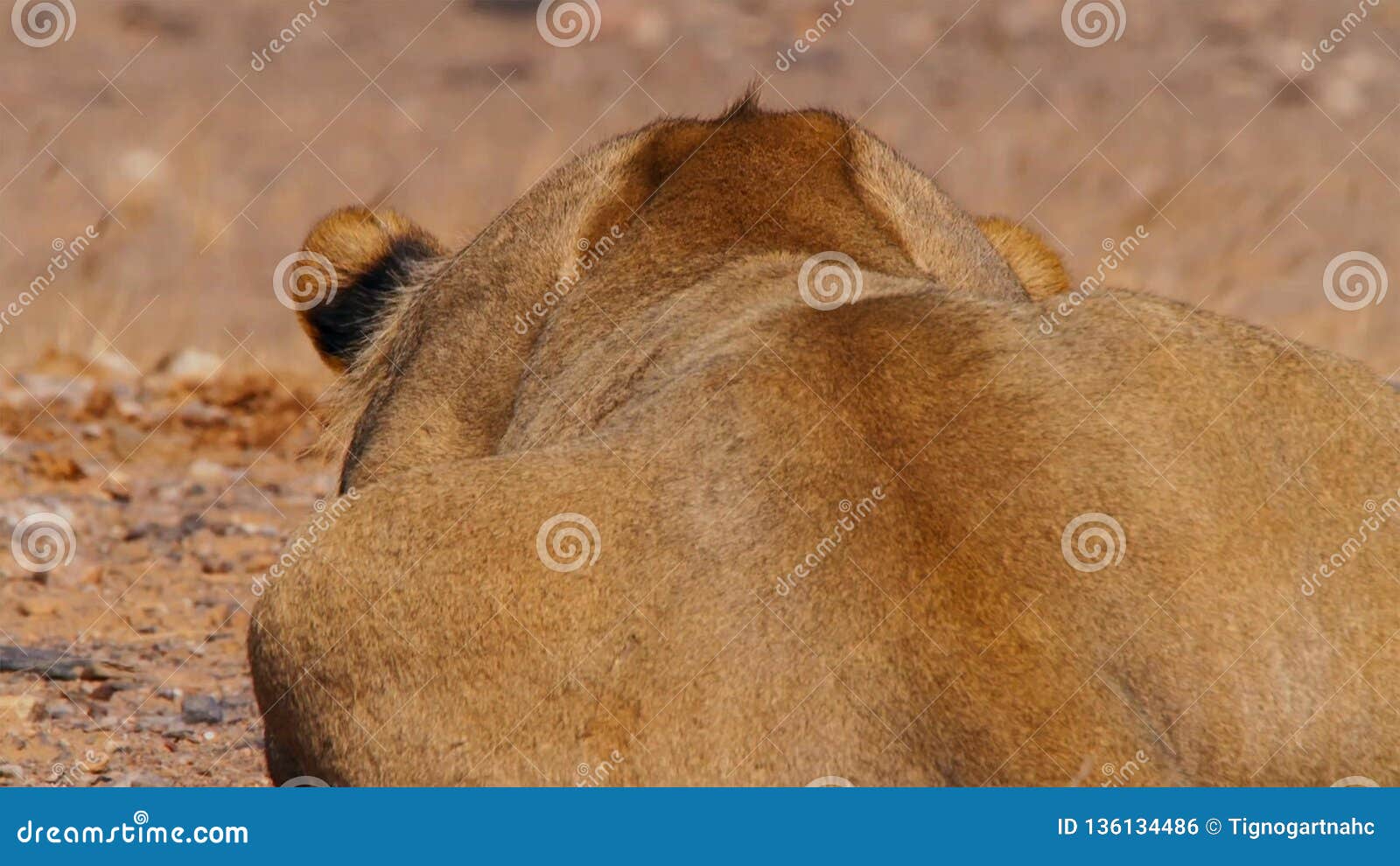 bushvald namibia africa bushvald namibia africa