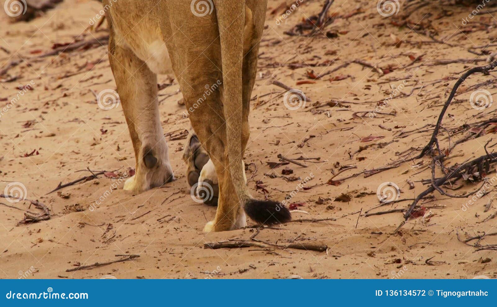 bushvald namibia africa bushvald namibia africa