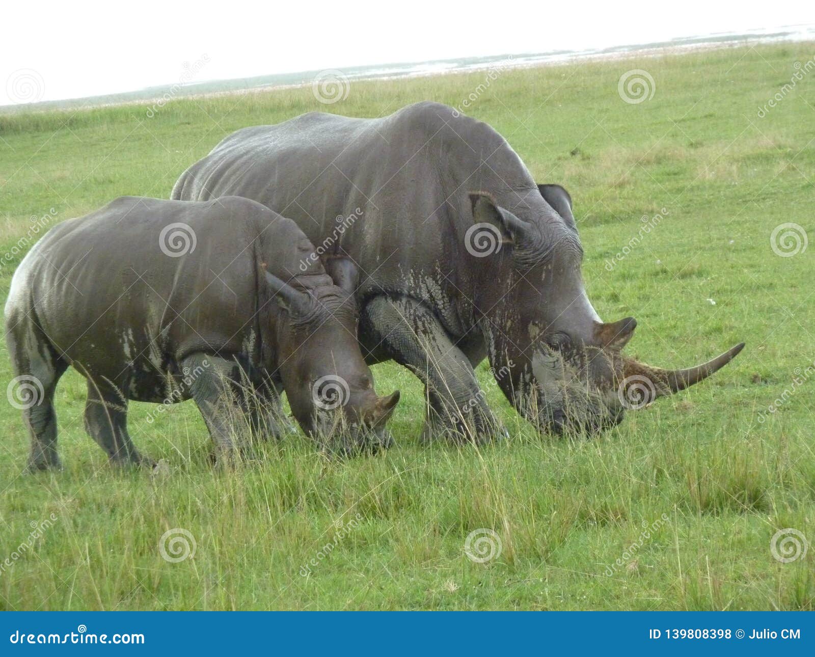 a close up of a female rhino / rhinoceros and her calf