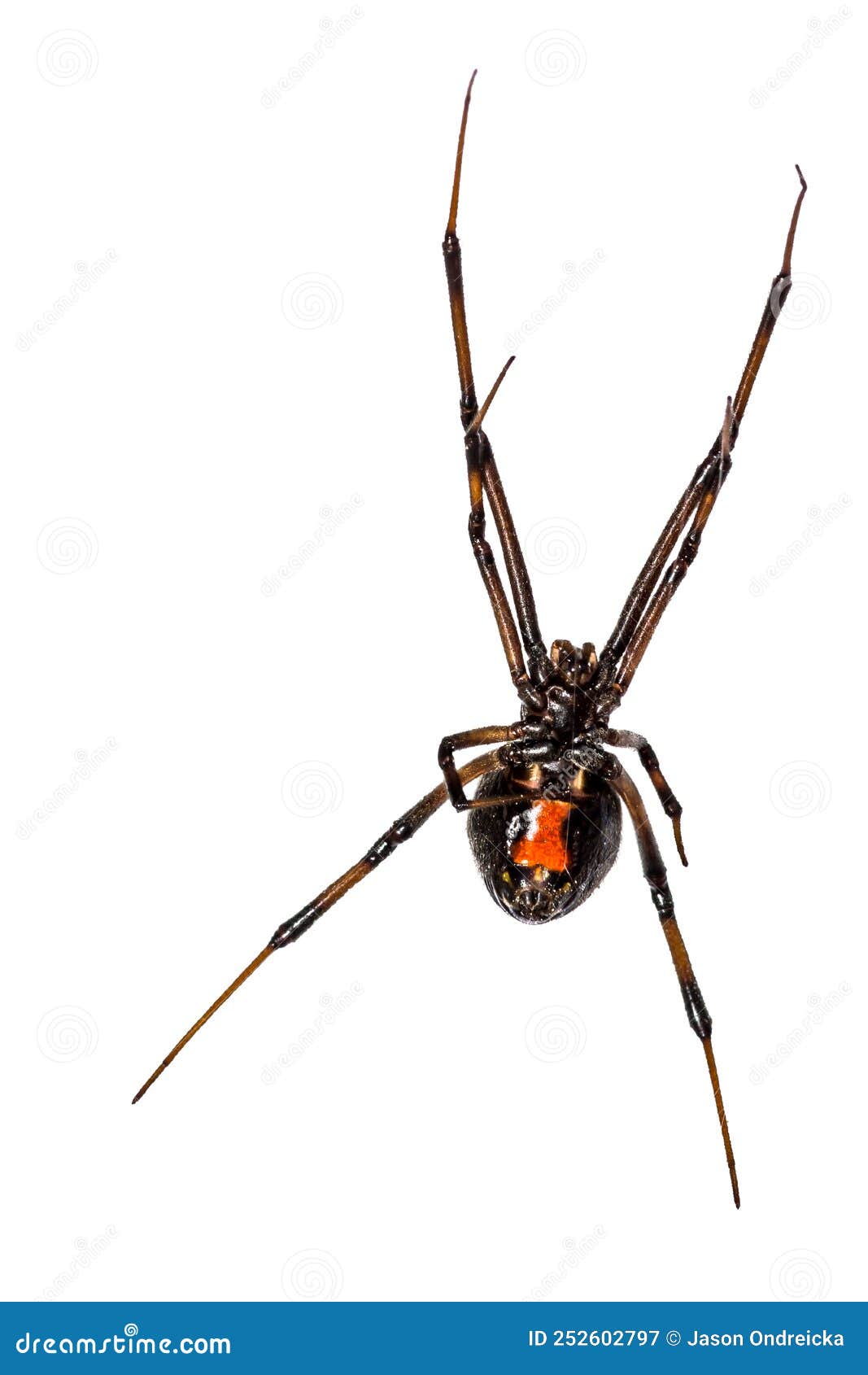 Black Widow Spider (Latrodectus) 