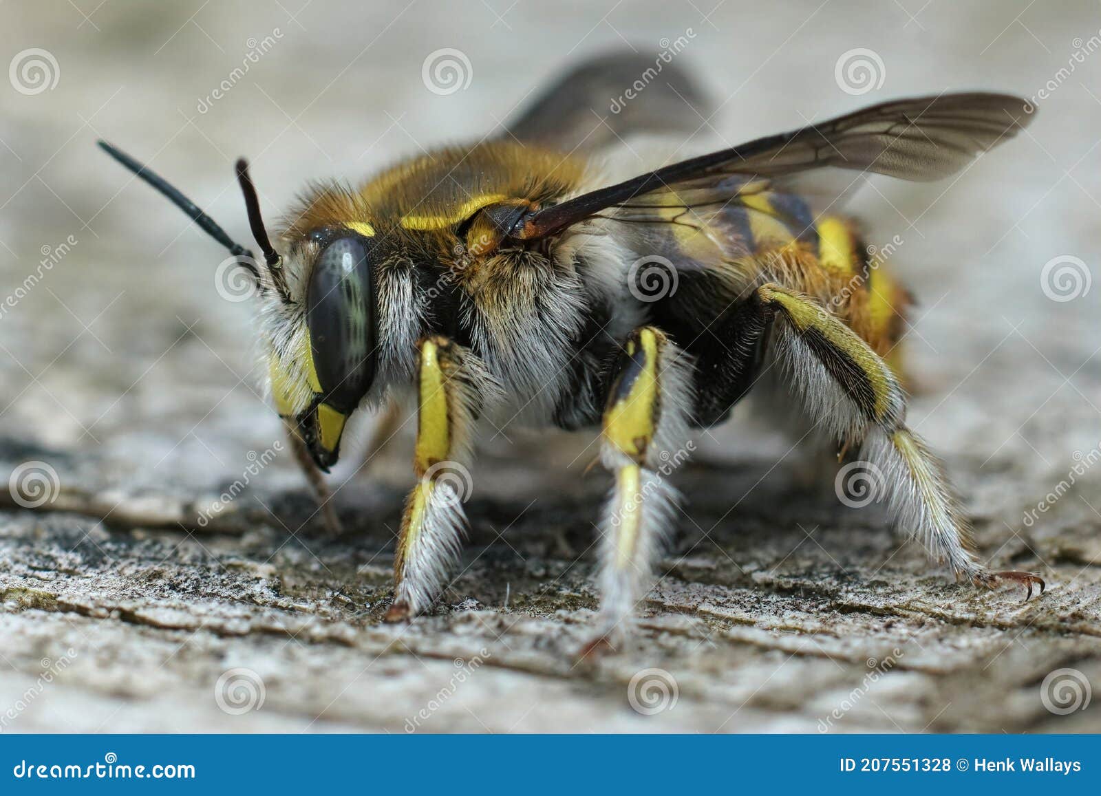 Wool Carder Bee - nest building - Anthidium manicatum 