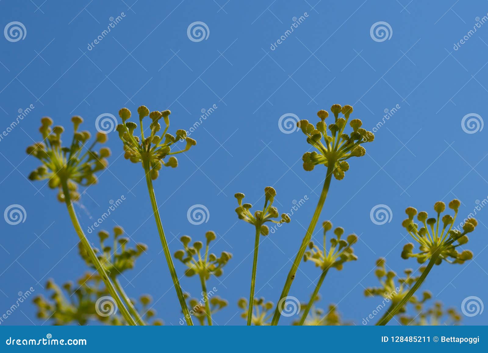 Close Up Of Fennel Flowers On Sky Background Stock Image Image Of Ingredient Food 128485211