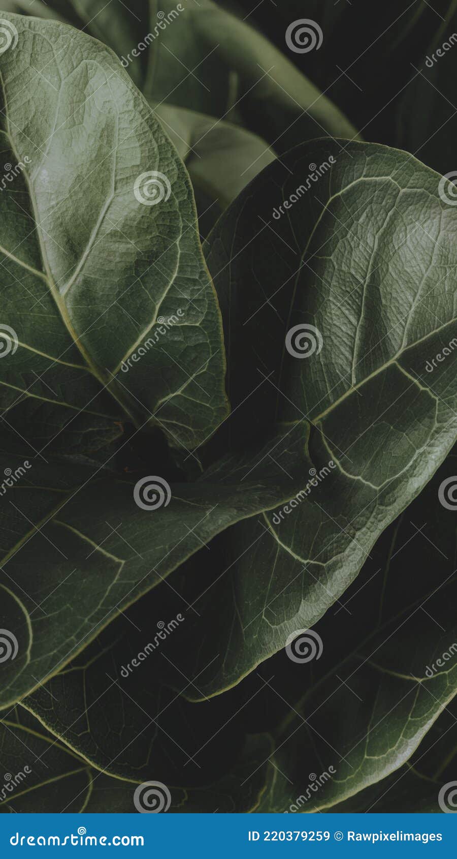 Close Up of a Fiddle-leaf Fig Plant Mobile Wallpaper Stock Image