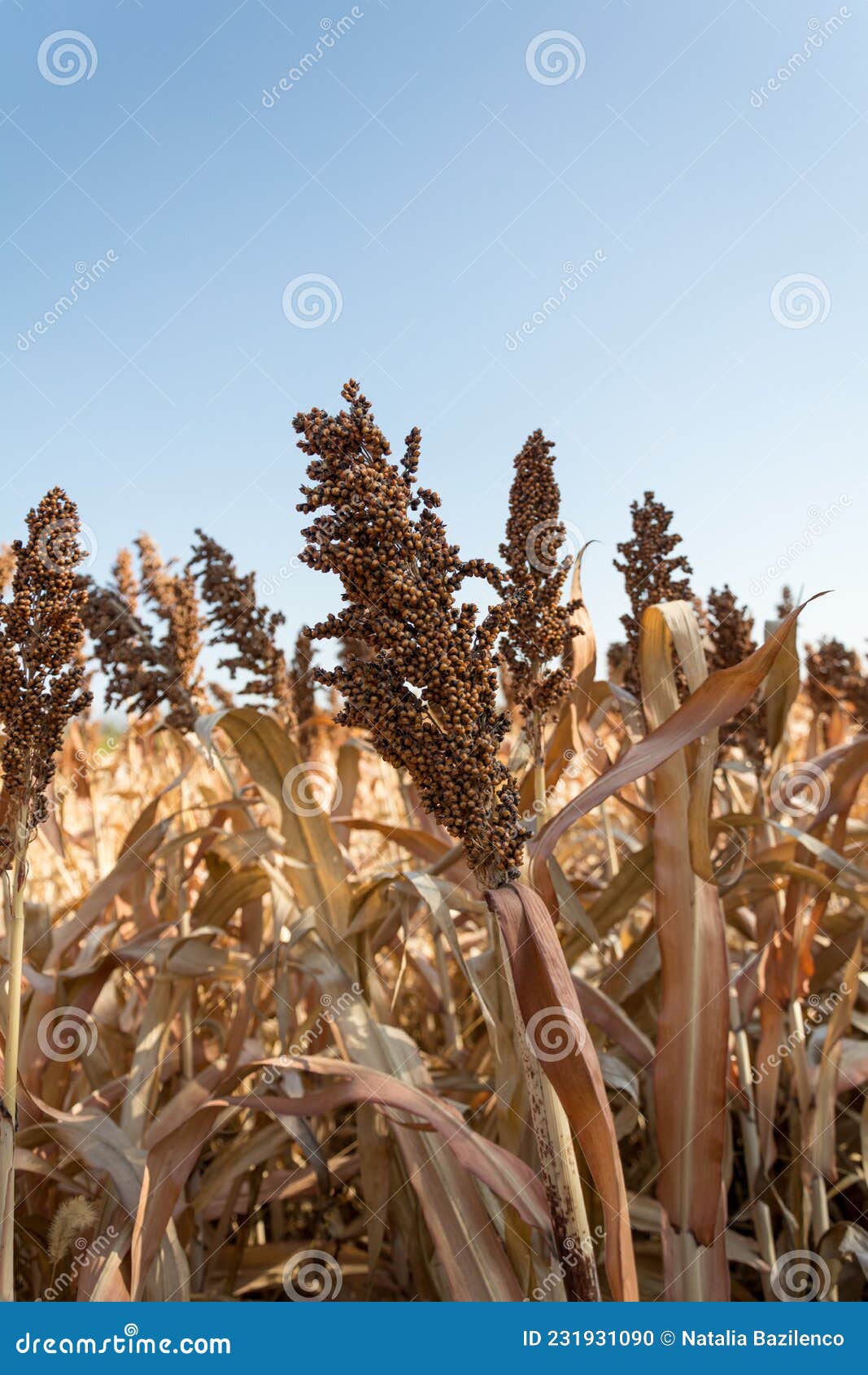 Closeup of a Field of Millet Ready To Harvest Stock Photo Image of