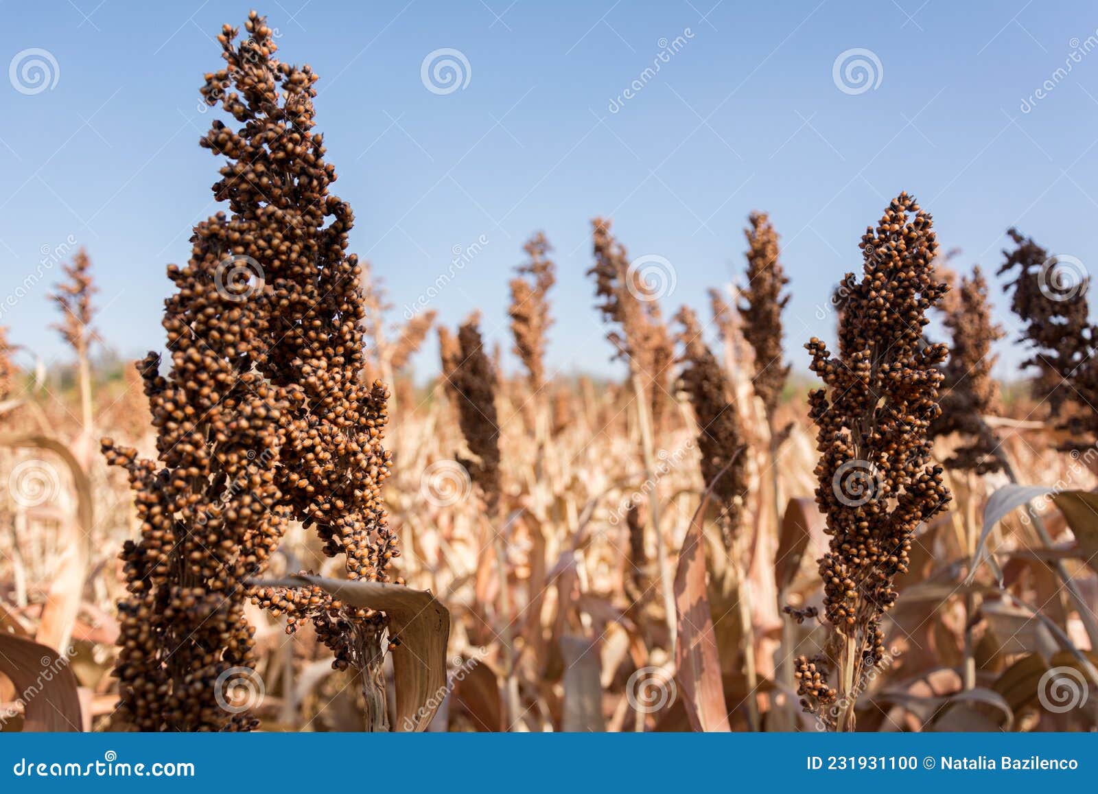 Closeup of a Field of Millet Ready To Harvest Stock Photo Image of