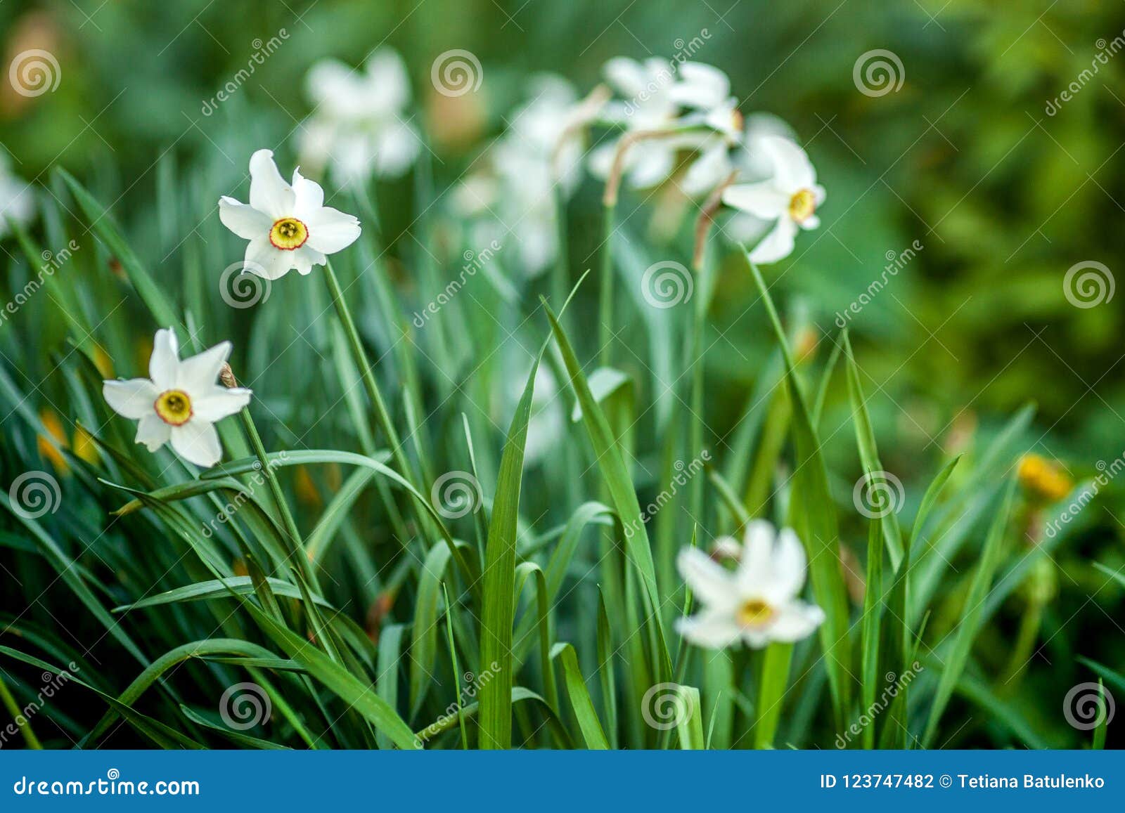 Close-up of a Field of White and Yellow Daffodils in Amsterdam ...