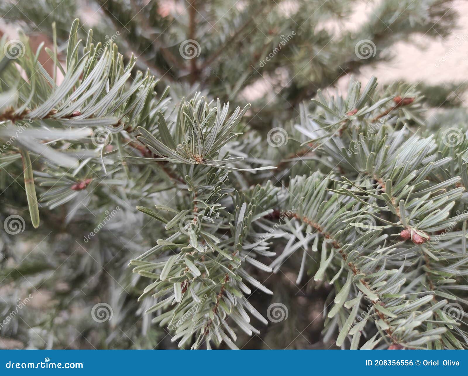 close-up of fir leaves. nature  forest. fir tree