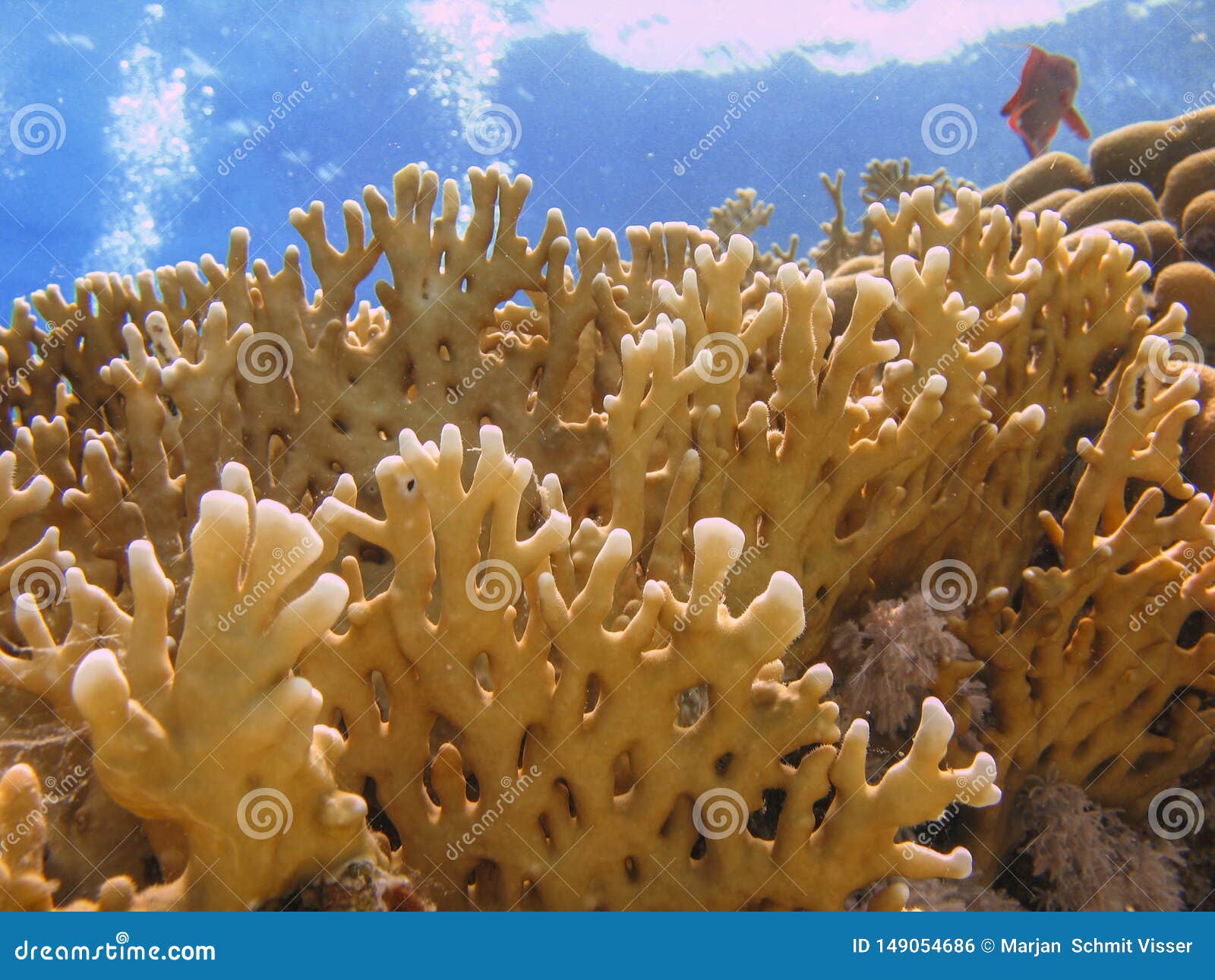 Close Up of a Fire Coral in Clear Blue Water. Stock Photo - Image of ...
