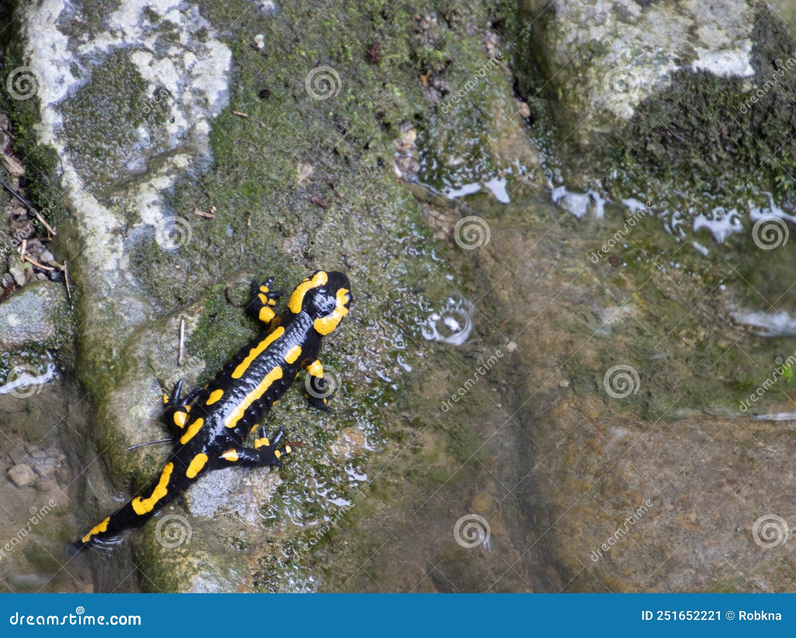 Close Up of Fire Salamander Crawling through Rocks, Also Called