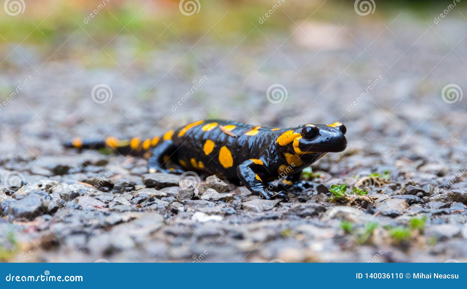 close up of a fire salamander stepping on pebbles, after rain. black amphibian with orange spots.