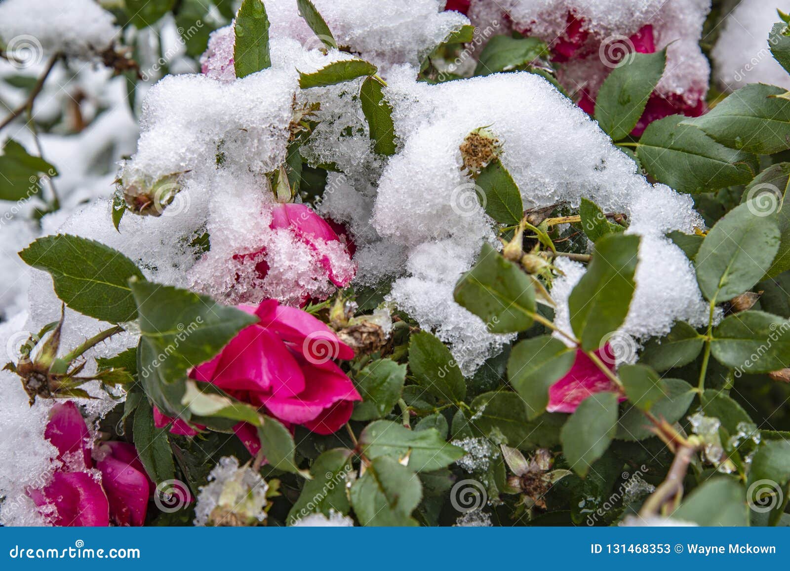 First Winter Snow on Rose Bush Stock Image Image of fall, colorful 131468353
