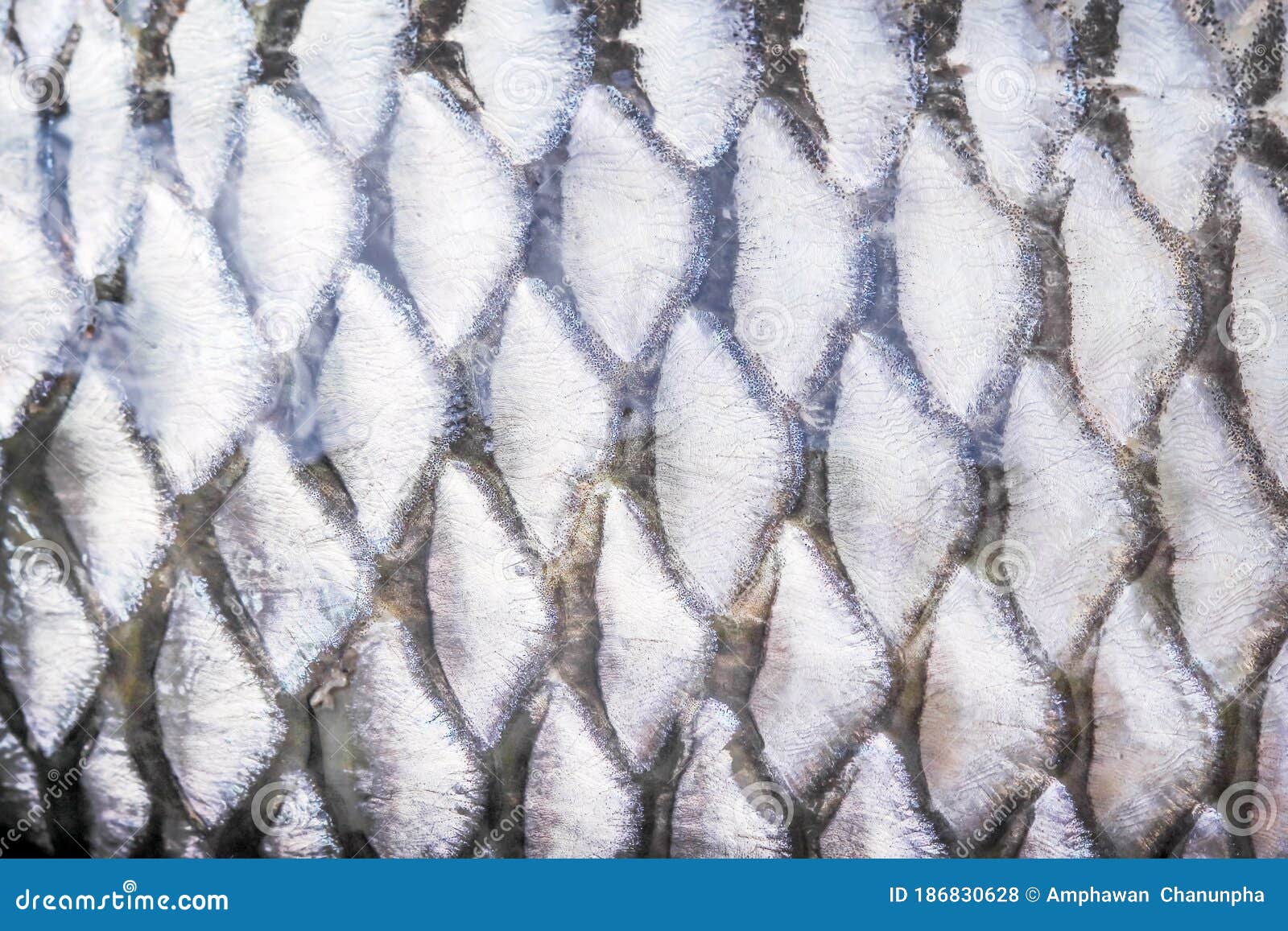 Fish Scale Texture of Common Silver Carb , Nature Animal Skin Patterns  Abstract Background Stock Photo - Image of cyprinidae, aquatic: 186830628