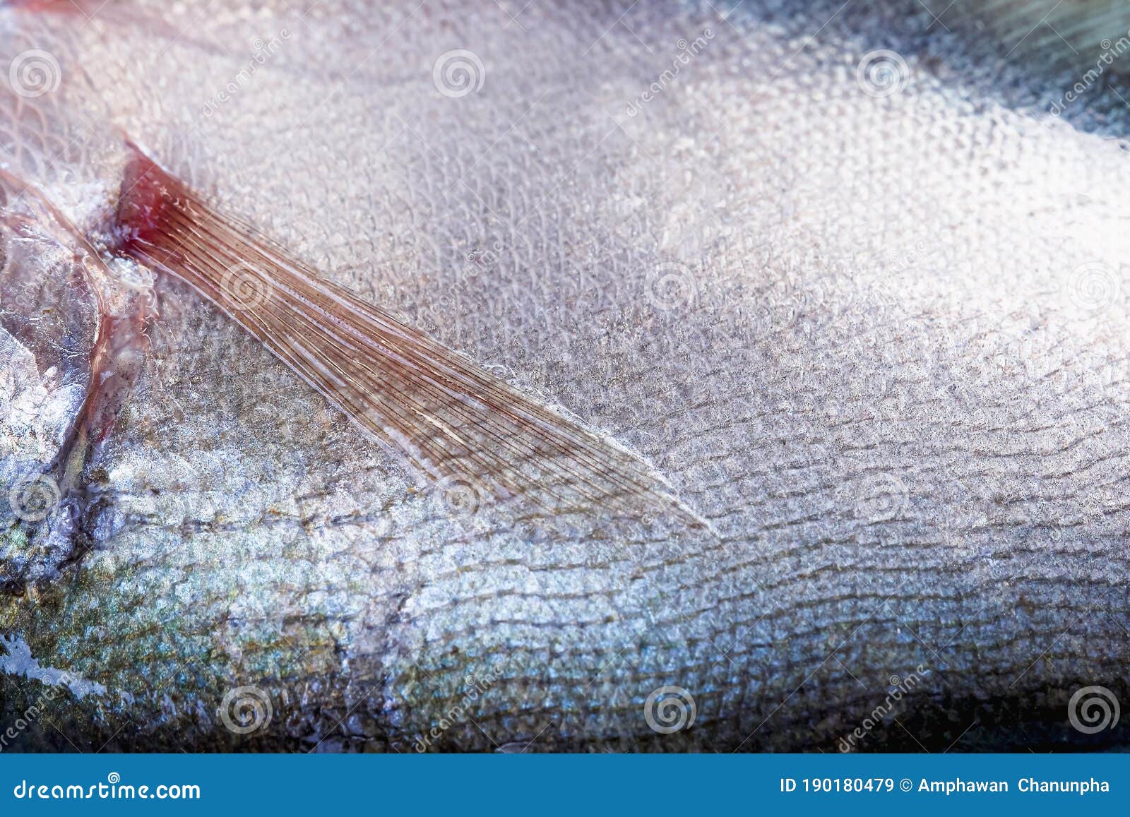 fish scale texture of  grey feather back or notopterus  , nature animal skin patterns abstract background
