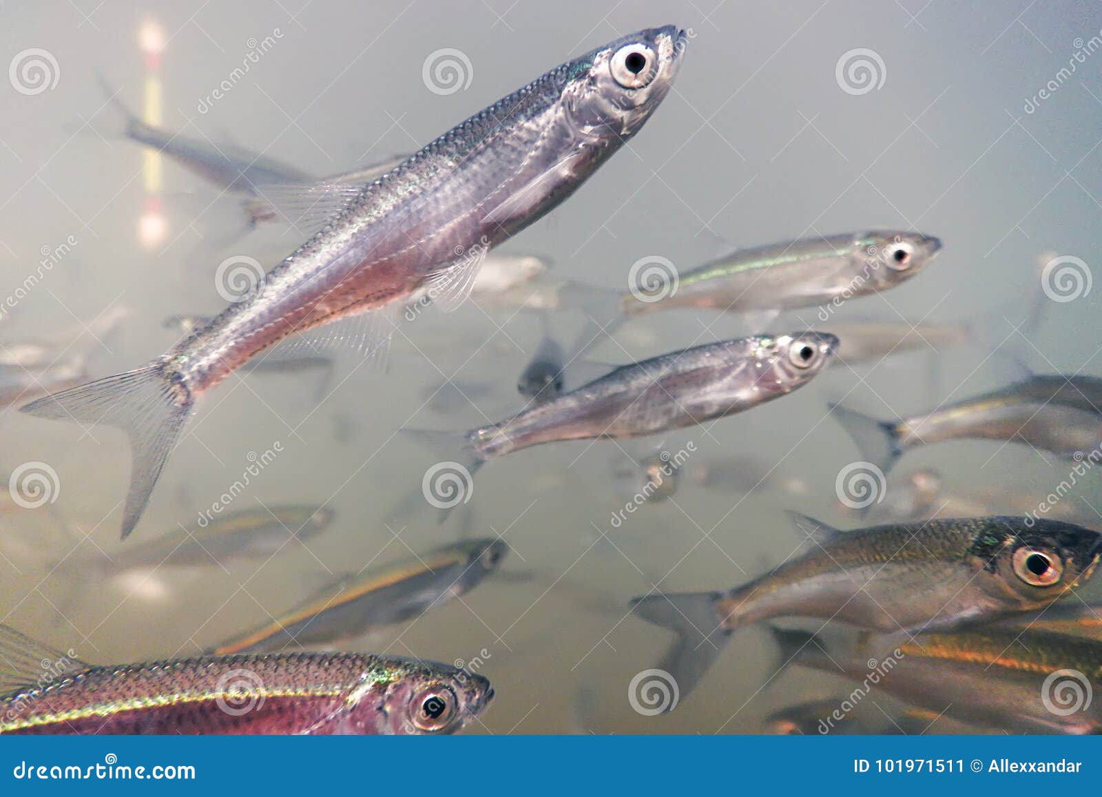 739 Bait Ball Fish Stock Photos - Free & Royalty-Free Stock Photos from  Dreamstime