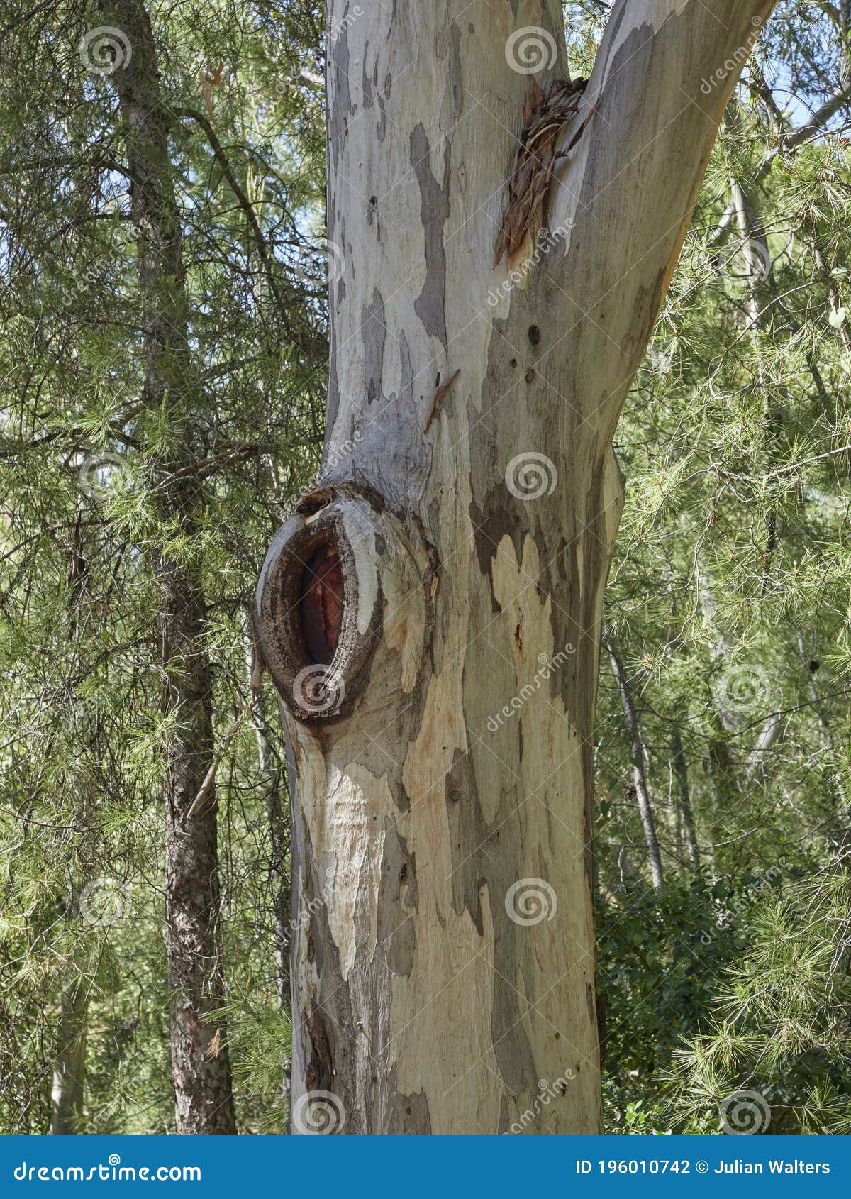 close up of the flaking peeling bark of a eucalyptus tree in the raja ancha recreation area in pizarra, andalucia, spain.