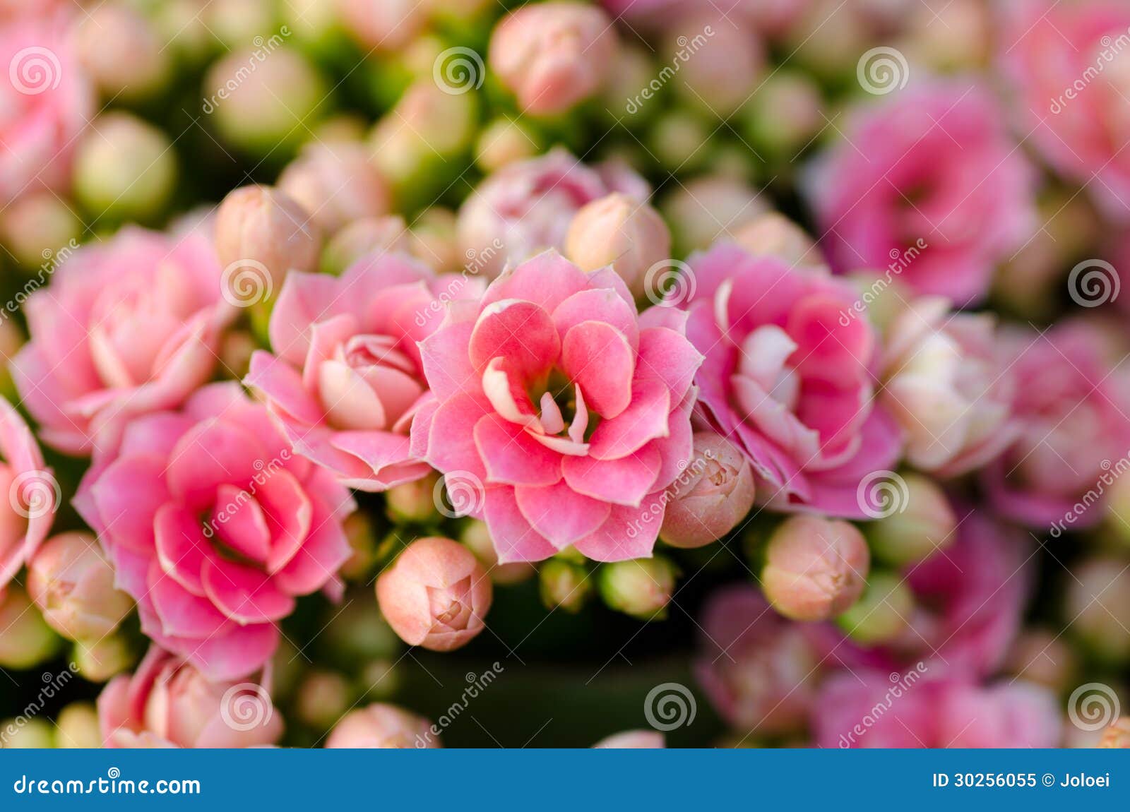 Flaming Katy flower stock image. Image of background 30256055