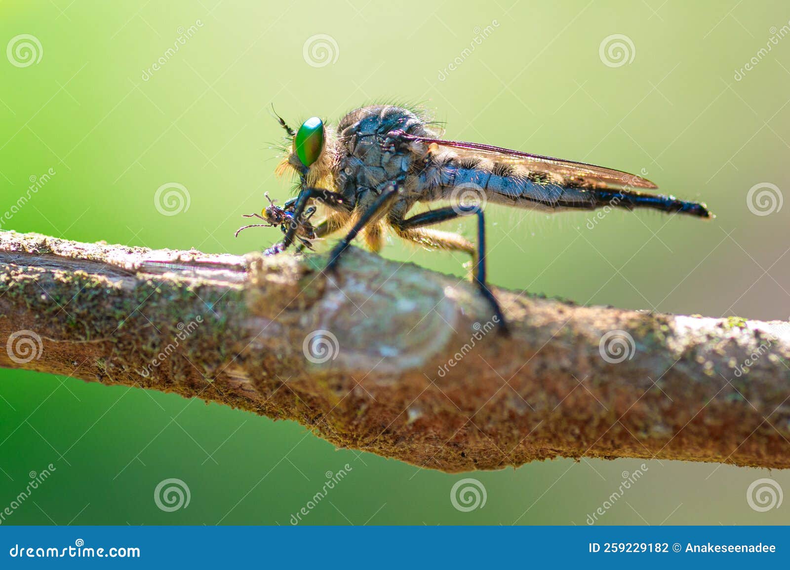 Close Up Flies Eating Small Insects in Forrest Stock Photo Image of