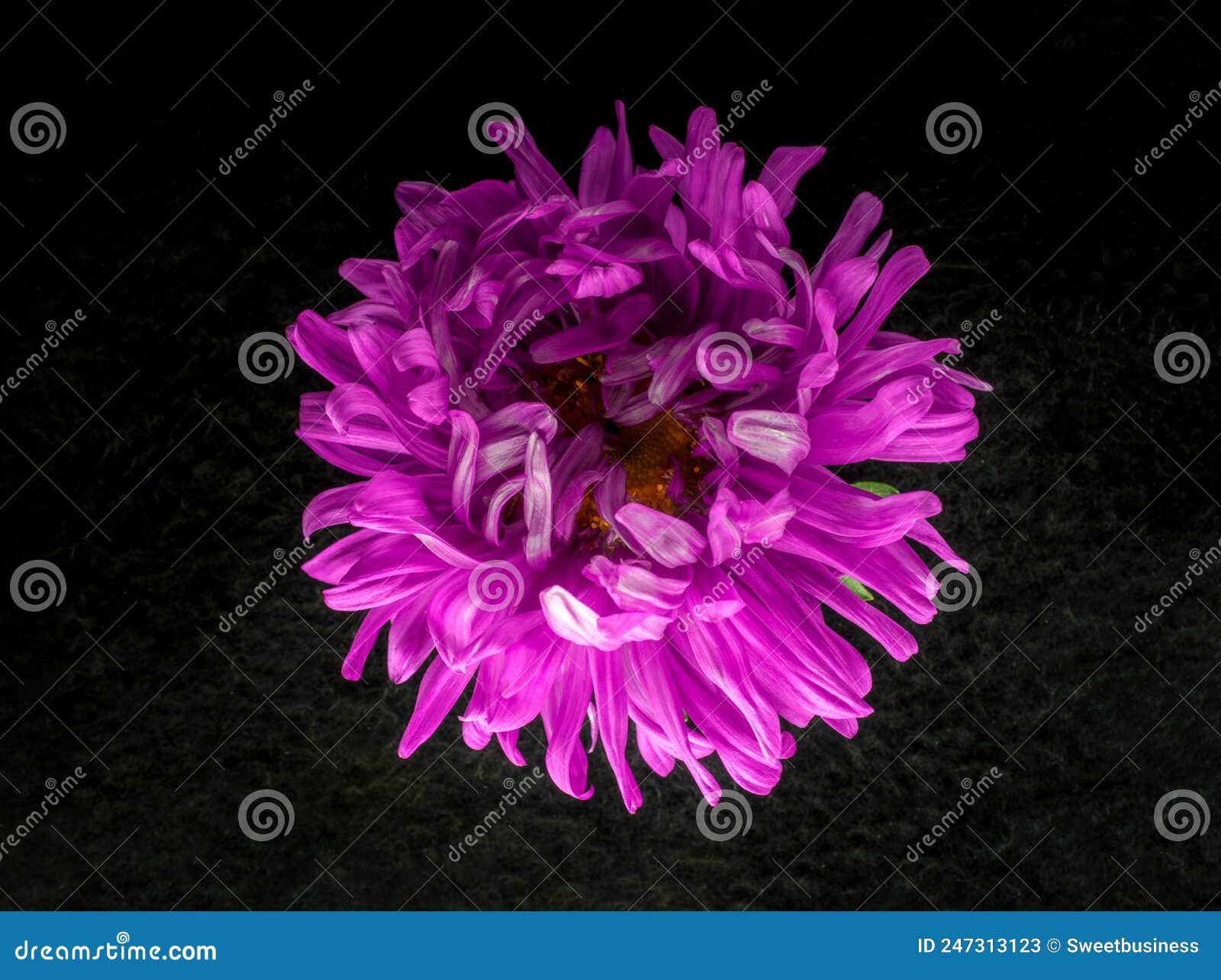 studio shot of flower on a black background. studio shot.