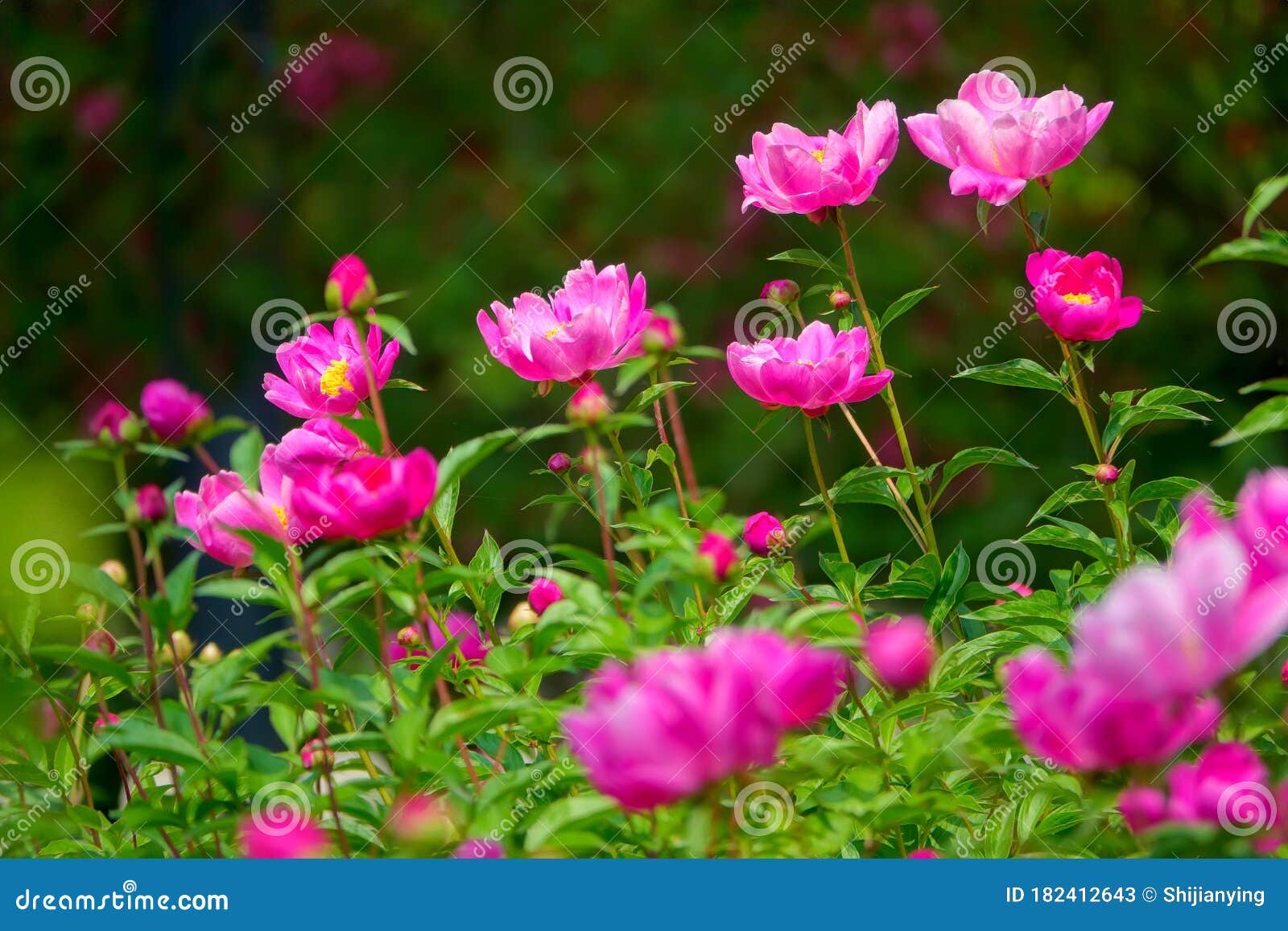 Chinese herbaceous peony stock image. Image of herbaceous ... Chinese herbaceous peony stock image. Image of herbaceous ...