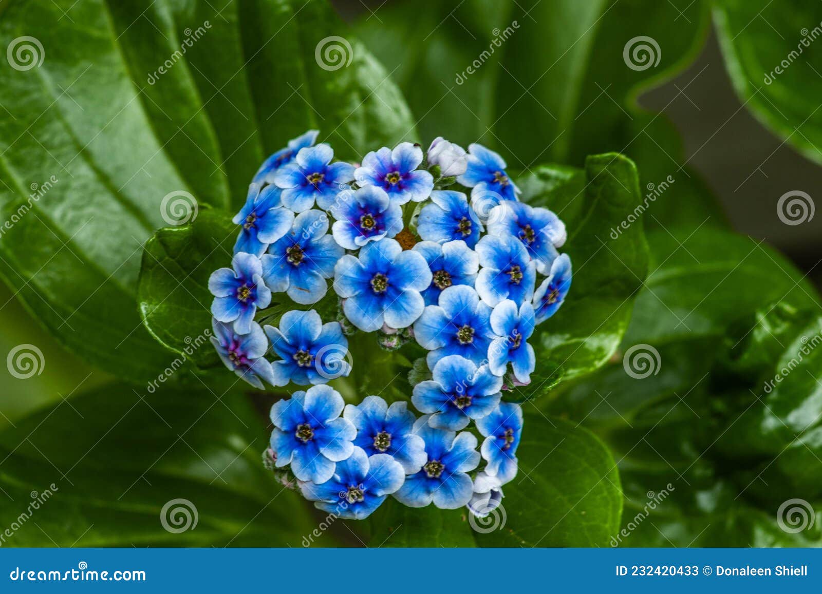 Close Up of Flower Head on Chatham Island Stock Image