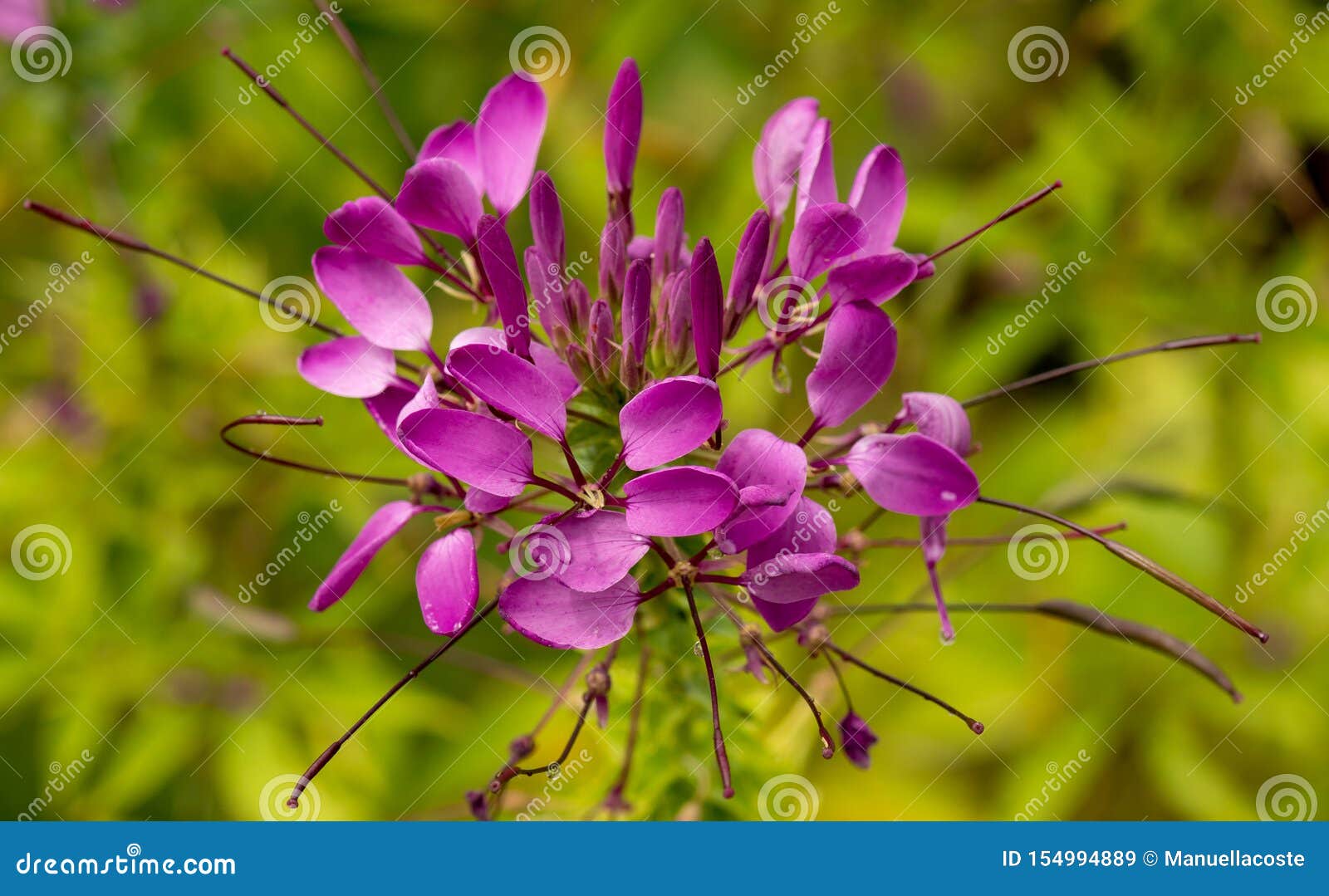 Closeup of a Flower that Look Like a Firework Stock Image Image of