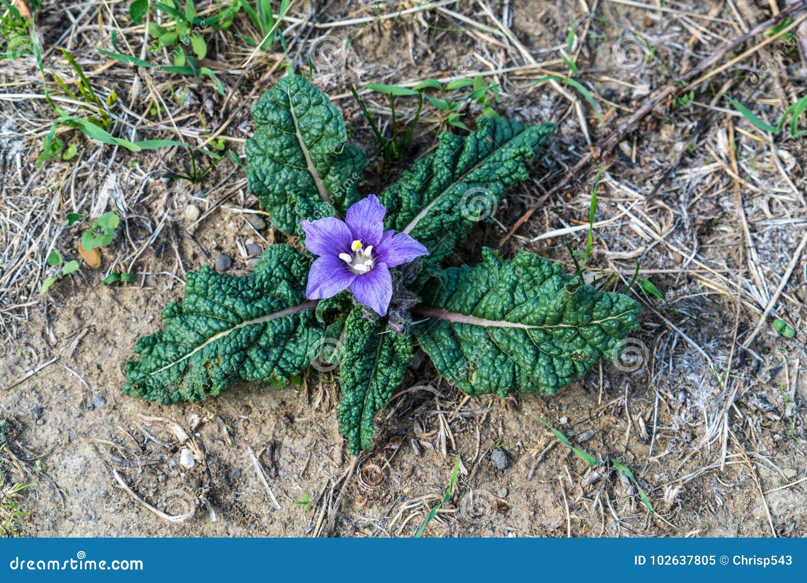 270+ Mandrágora fotos de stock, imagens e fotos royalty-free - iStock