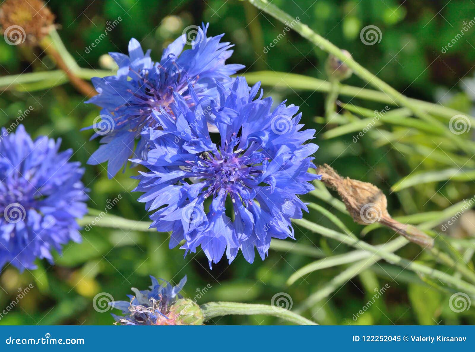 Cornflower 4 stock image. Image of outdoors, stamen 122252045